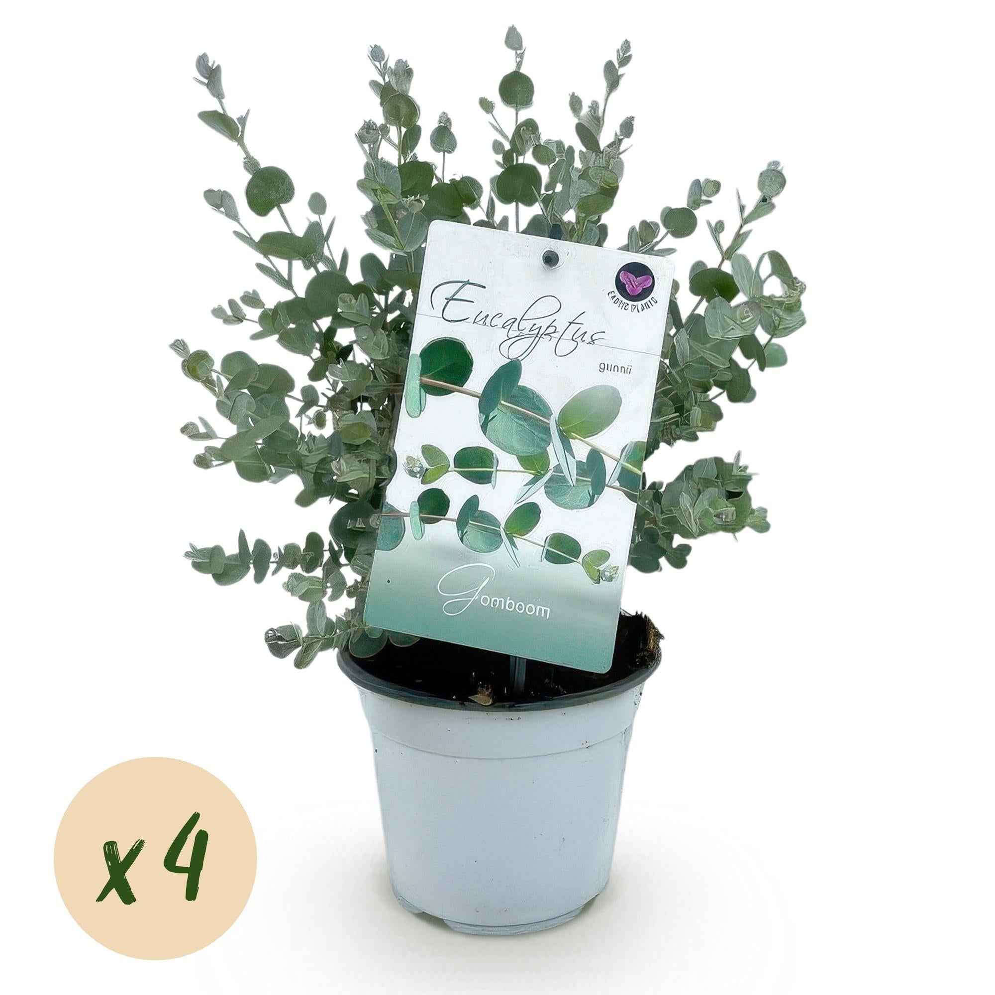 Image of Eukalyptusbaum – Eukalyptus gunnii – Grau – 4 Pflanzen – Terrassenpflanze – Winterhart – 14cm Höhe 30cm-1