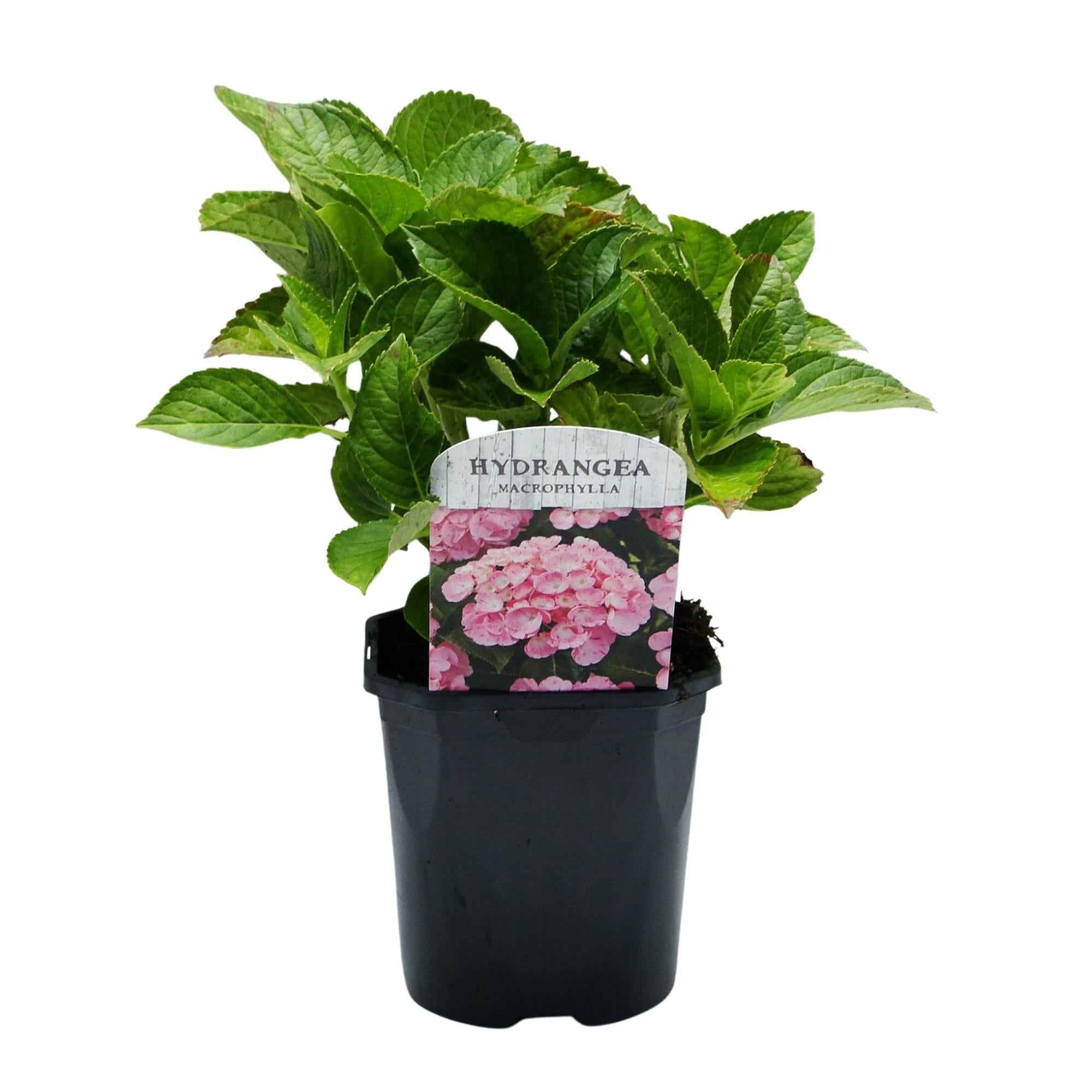 Image of Hortensie – Hydrangea macrophylla Rosa – Blüte Rosa – Ø17cm – ↕30cm – Blühpflanze für Garten & Topf – Pflegeleicht & Laubabwerfend-1