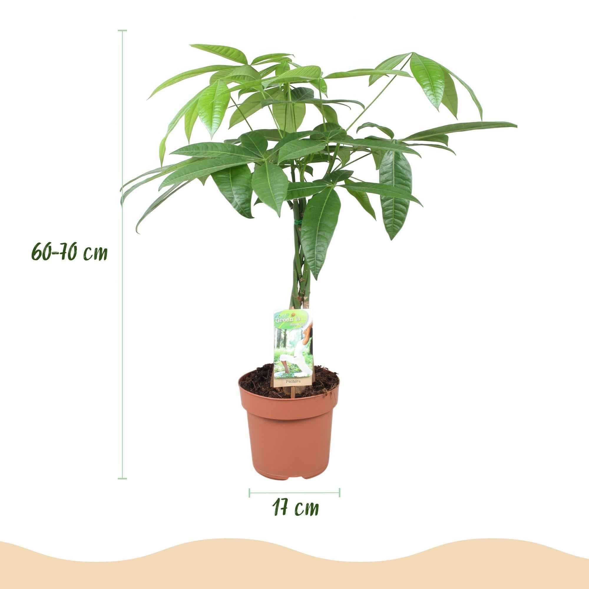 Image of Pachira Aquatica Geflochtener Stamm – 60-70cm – 17cm – Pflegeleichter Geldbaum – Grüne Zimmerpflanze für Wohnzimmer & Büro – Luftreinigend & dekorativ-2