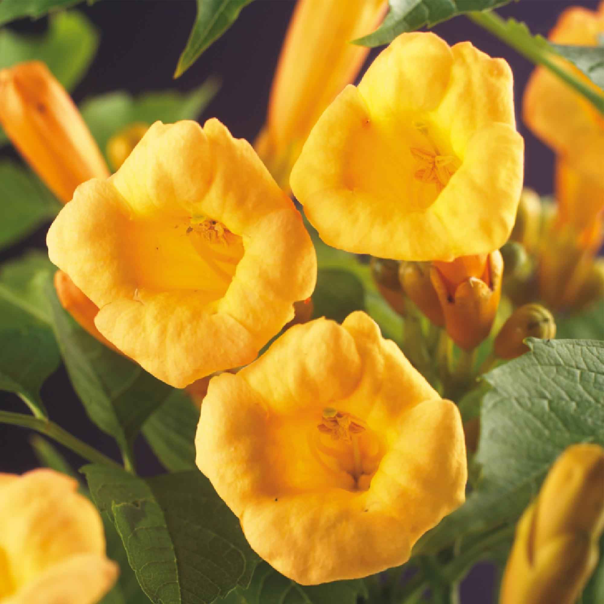 Image of Trompetenblume Campsis radicans ‘Flava’ – 2 Pflanzen – Gelbblühende Kletterpflanze – Schnellwüchsig & pflegeleicht – Ideal für Zaun, Wand & Pergola-4