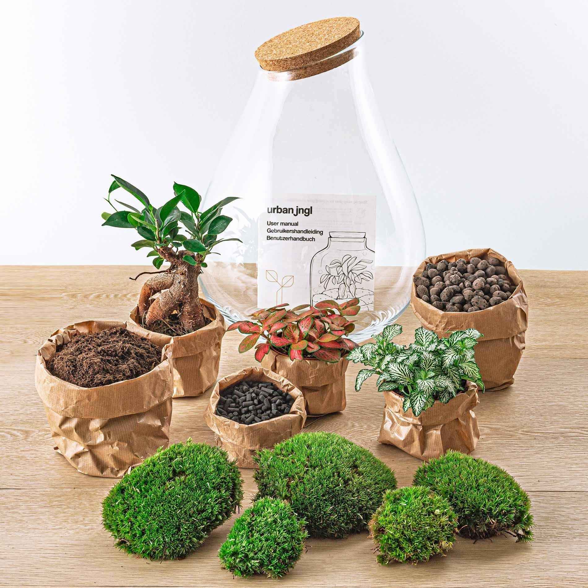 Image of Flaschengarten DIY Bausatz Terrarium