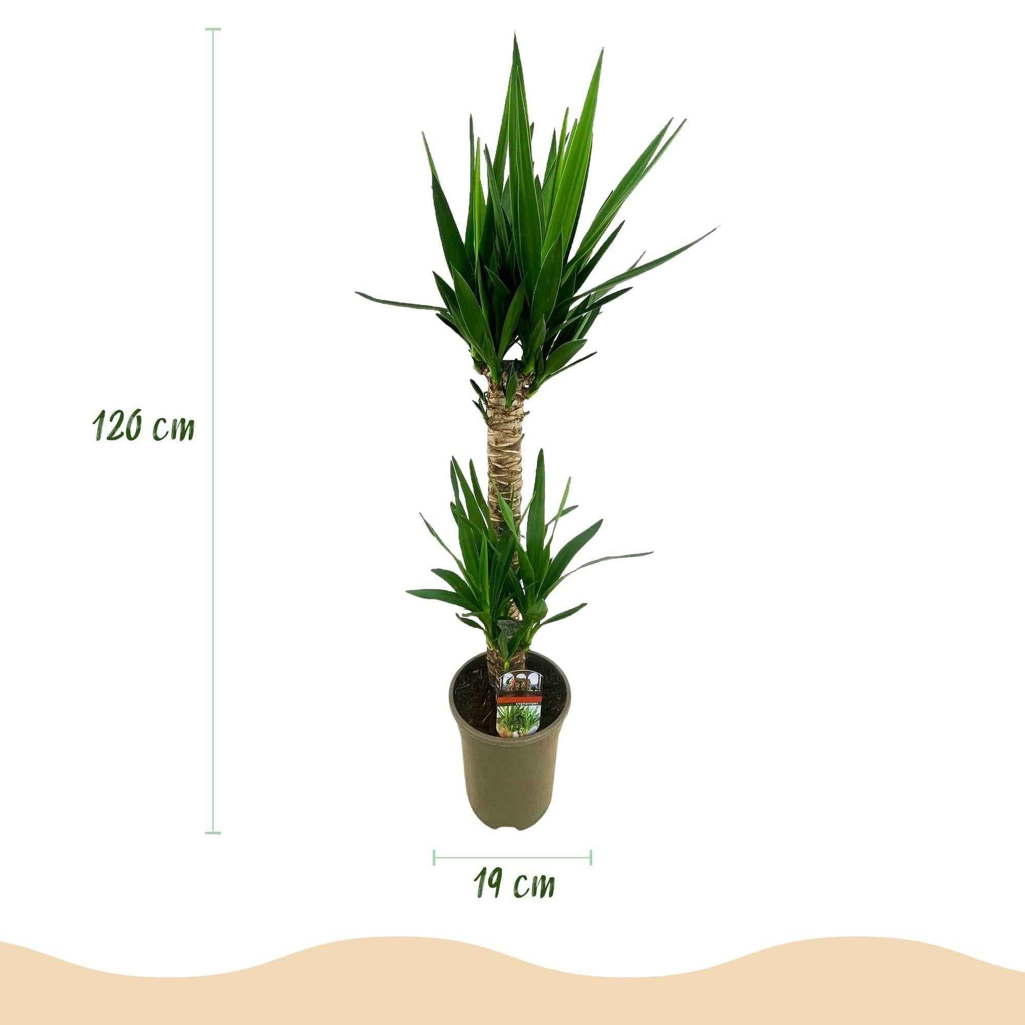 Image of Yucca Elephantipes – 120cm – 19cm – Pflegeleichte Zimmerpflanze mit schmalen Blättern – Robuste Palmlilie für helle & halbschattige Innenräume
