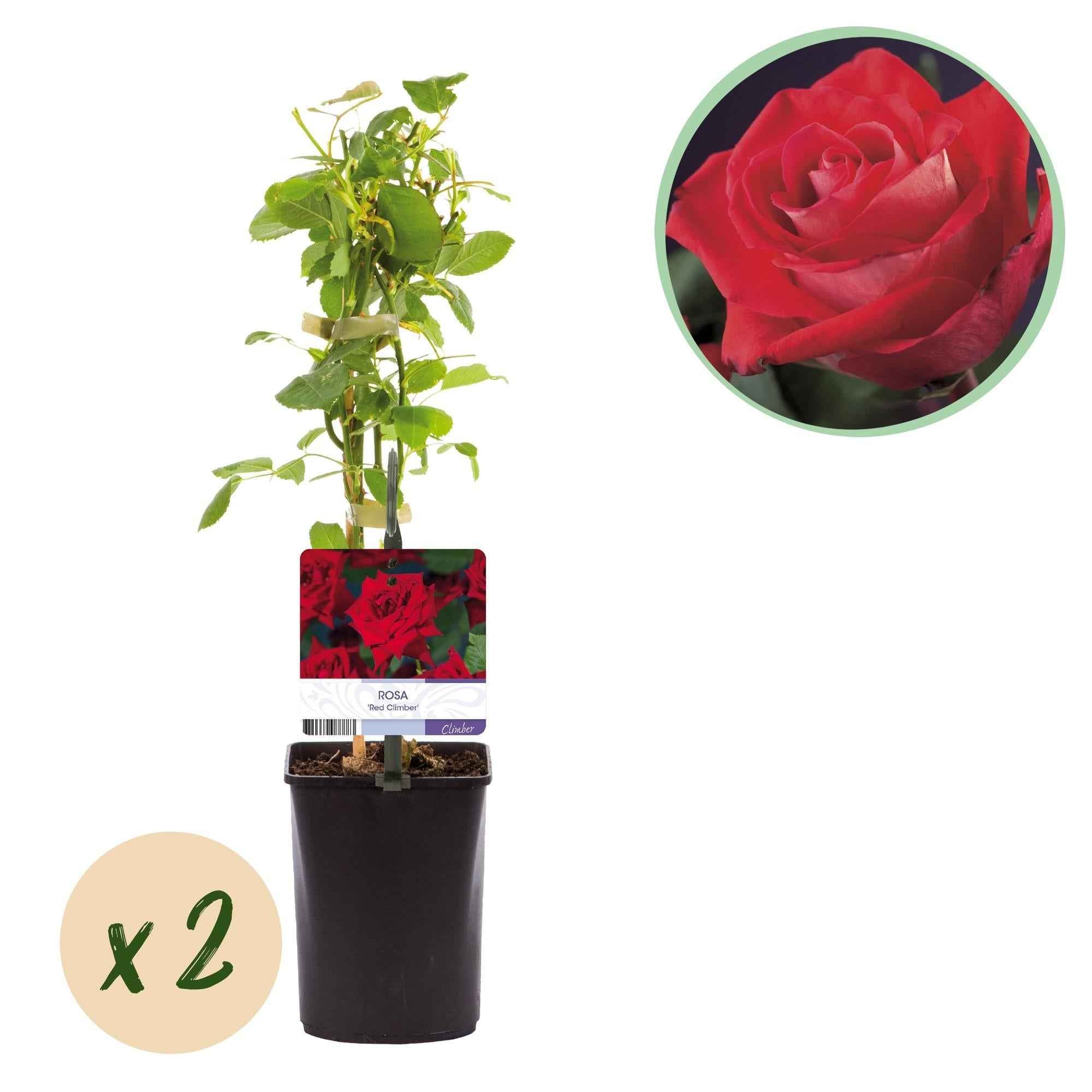 Image of Kletterrose Rosa Red Climber – 2 Pflanzen 11cm – ca. 40cm hoch – Dunkelrote duftende Blüten – pflegeleicht – Ideal für Wände, Zäune & Pergolen