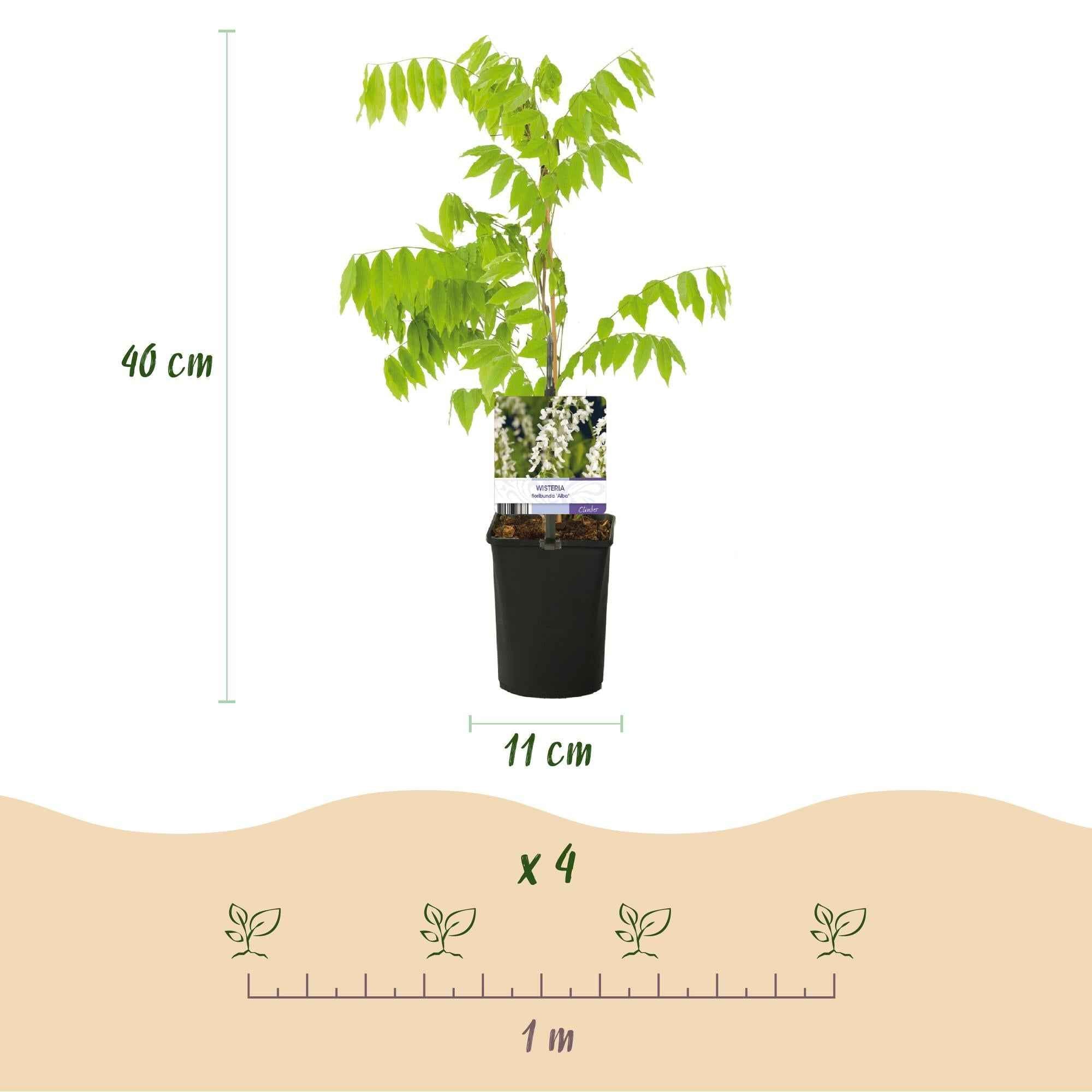 Image of Blauregen Wisteria floribunda Alba – Weiße Blüten – 11cm x H40cm – Duftende Kletterpflanze – Für Pergolen, Zäune & Wände