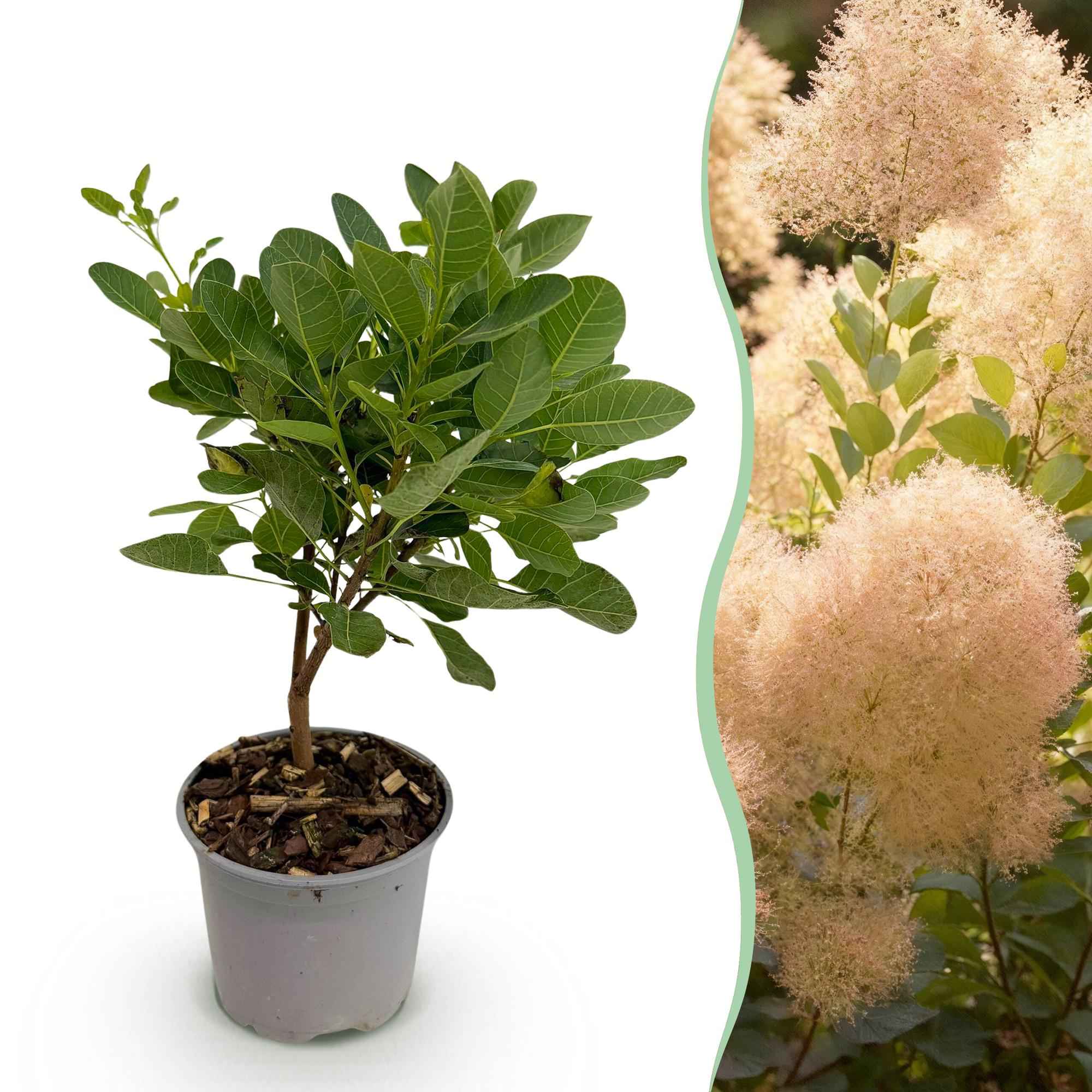 Image of Cotinus coggyria Young Lady – 12cm – Höhe ca. 35cm – Rosa Sommerblüte & grünes Laub-0