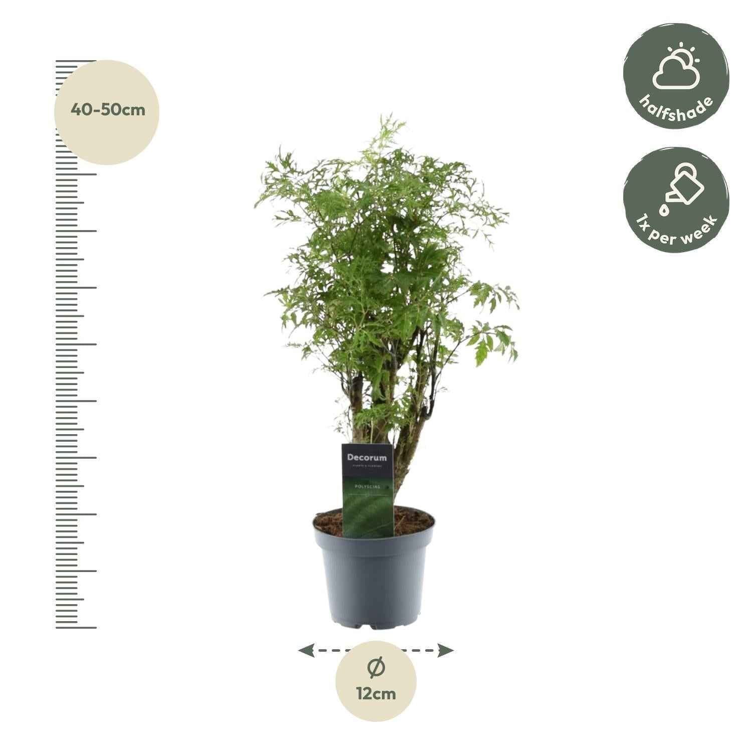 Image of Polyscias Hawaiiana Ming 45cm – Ø12cm – Zimmerpflanze mit dichtem, tiefgrünem Blattwerk – Pflegeleicht & ideal für Wohnzimmer, Büro & Innenräume