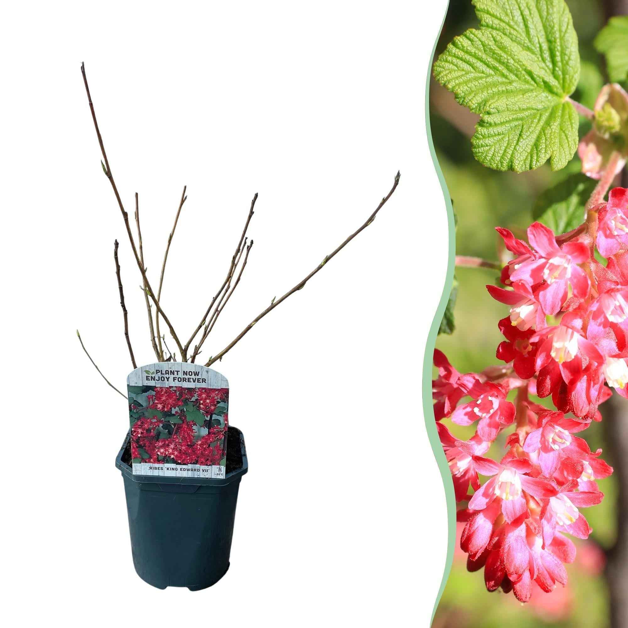 Image of Blutjohannisbeere Ribes sanguineum 'Kind Edward' – Rosa Blüte – Bienenfreundlich – Frühjahrsblüher – Pflegeleicht – Ø17cm – Höhe ca. 45cm-0