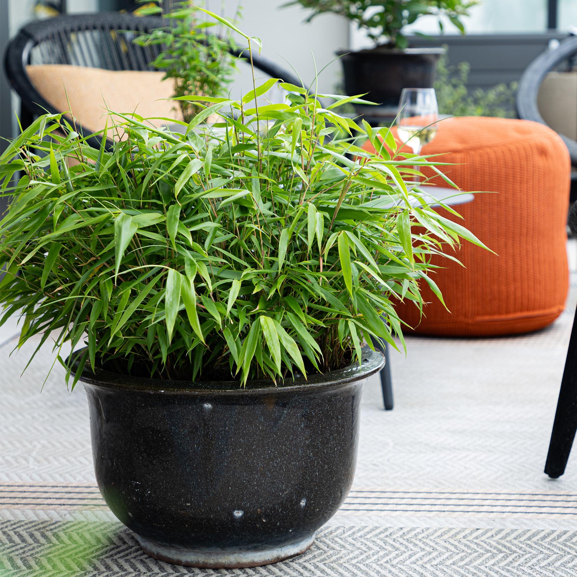 Image of Bambus Fargesia rufa – Immergrün – 4 Pflanzen – Nicht ausbreitend – Grüner Bambus für Hecke, Garten & Terrasse – Ø14cm Höhe ca. 35cm-4