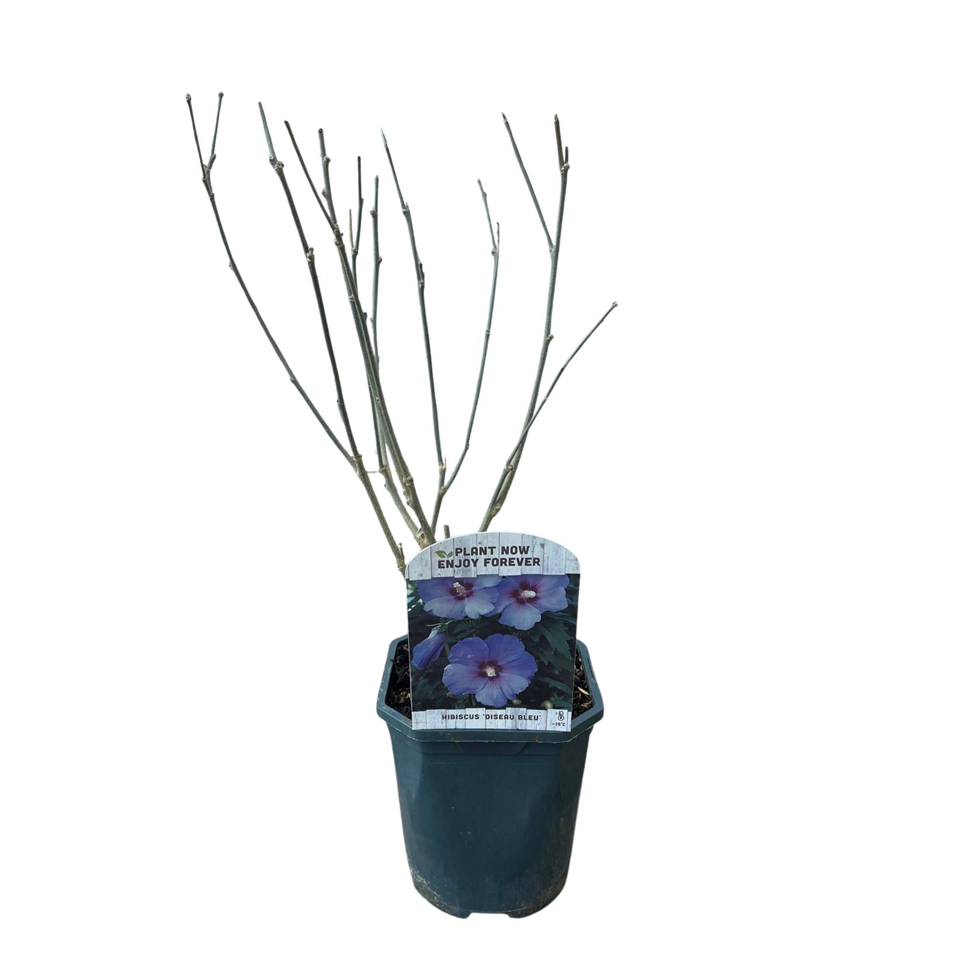Image of Garteneibisch Hibiscus syriacus Oiseau Blue – Strauch – Blüte Blau – Wenig Pflege – 17cm Höhe 45cm – Für Garten & Terrasse-3