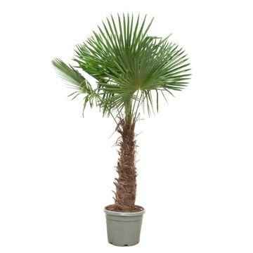 Image of Chinesische Hanfpalme Trachycarpus Fortunei – Winterhart – 270cm Höhe – Ø55cm – Exotische Garten – & Terrassenpflanze – Pflegeleicht & robust-0