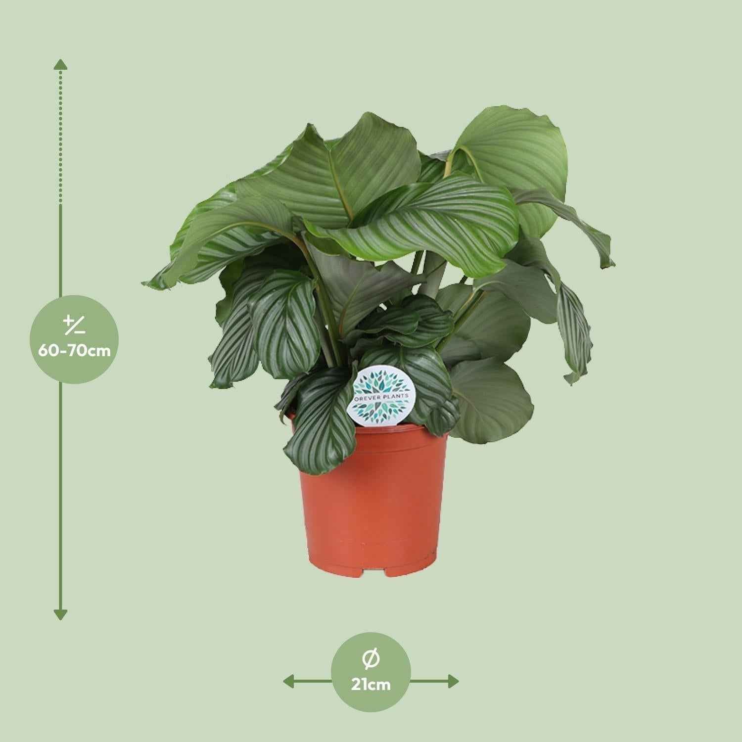 Image of Calathea Orbifolia – Korbmarante - Ø21cm – ↕70cm – Tropische Zimmerpflanze mit großen, silbergrünen Blättern – Luftreinigende Pflanze – Für halbschattige Innenräume