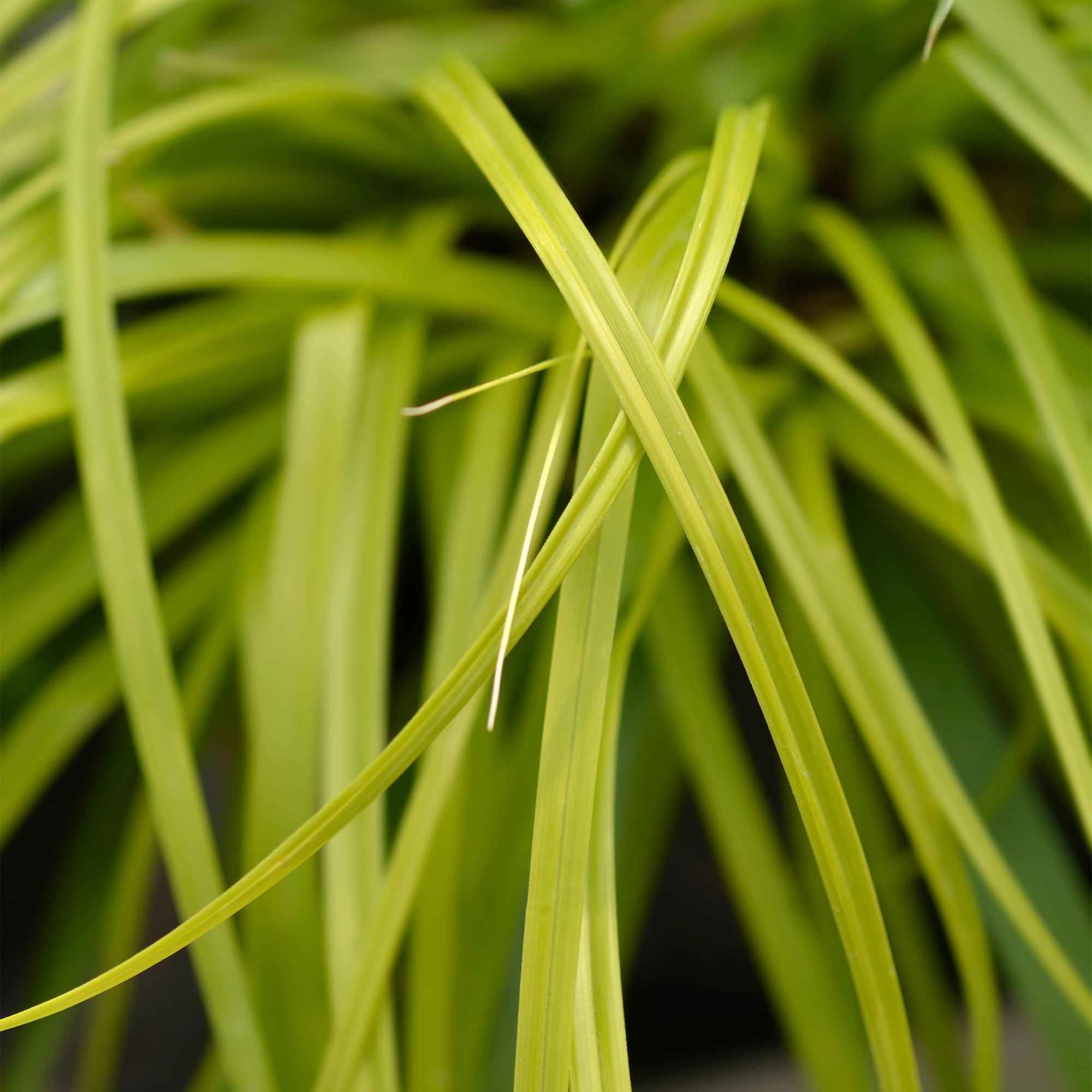 Image of Ziergras Segge Carex oshimensis Everillo – Leuchtend Gelb – Immergrün & winterhart – Höhe ca. 50cm – 17cm – Farbintensives Gras für Beet & Kübel