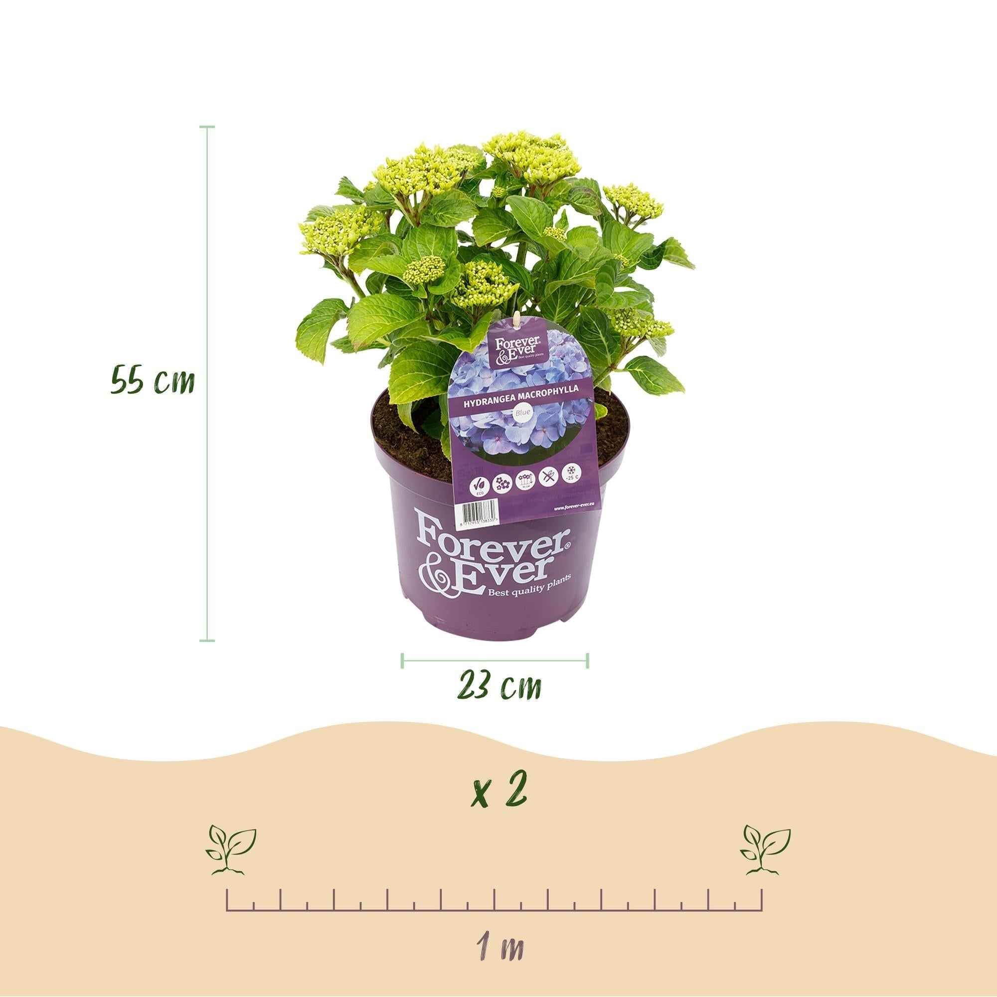 Image of Hortensie Forever & Ever – Hydrangea macrophylla – Blau – Balkonpflanze – 7-12 Blüten – Im 23cm Topf – Ca. 55cm hoch – Für Terrasse, Balkon & Beet-2