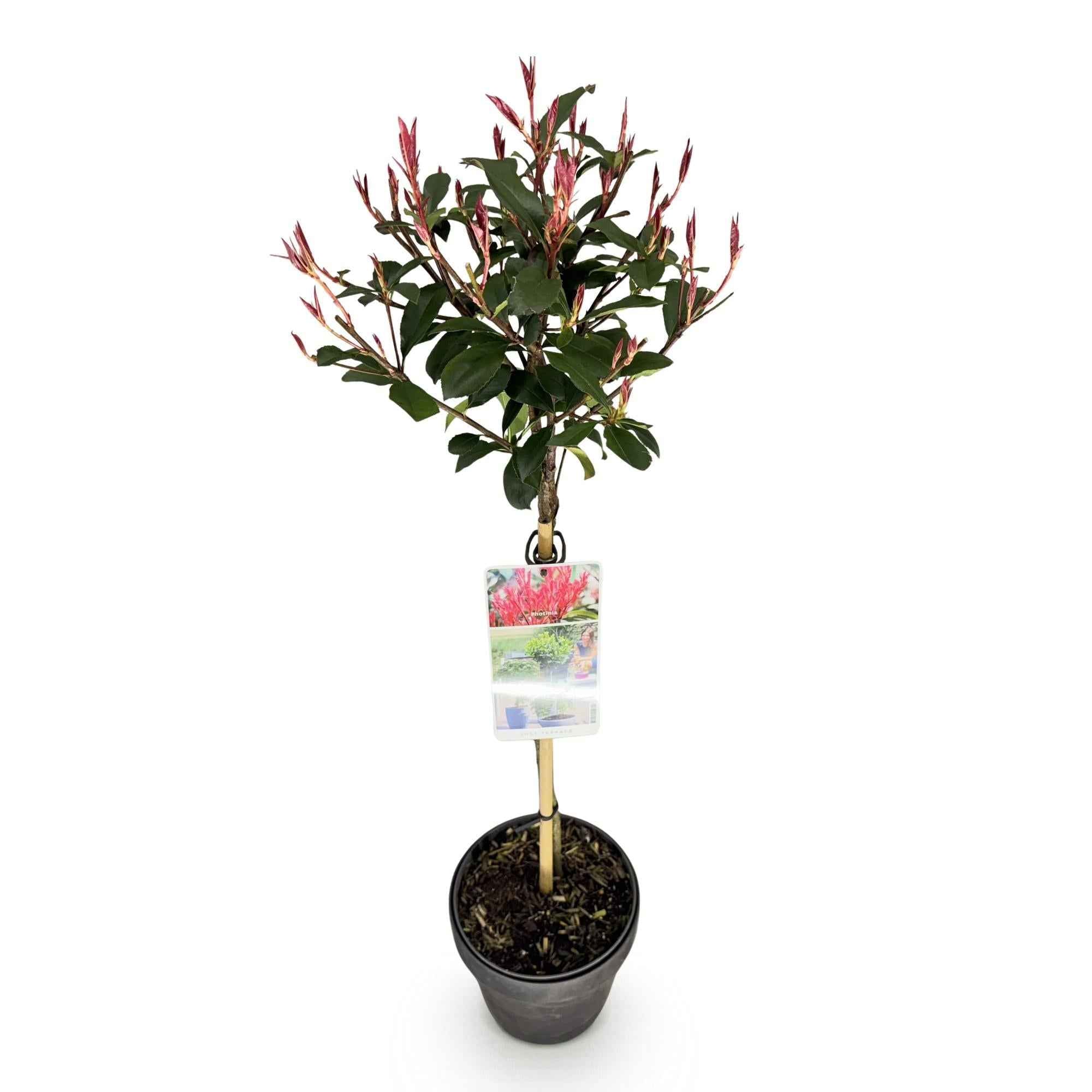 Image of Glanzmispel Photinia fraseri Carré Rouge – 19cm Höhe ca.90cm – Immergrün & winterhart – Grün – rotes Laub – Ziergehölz-1