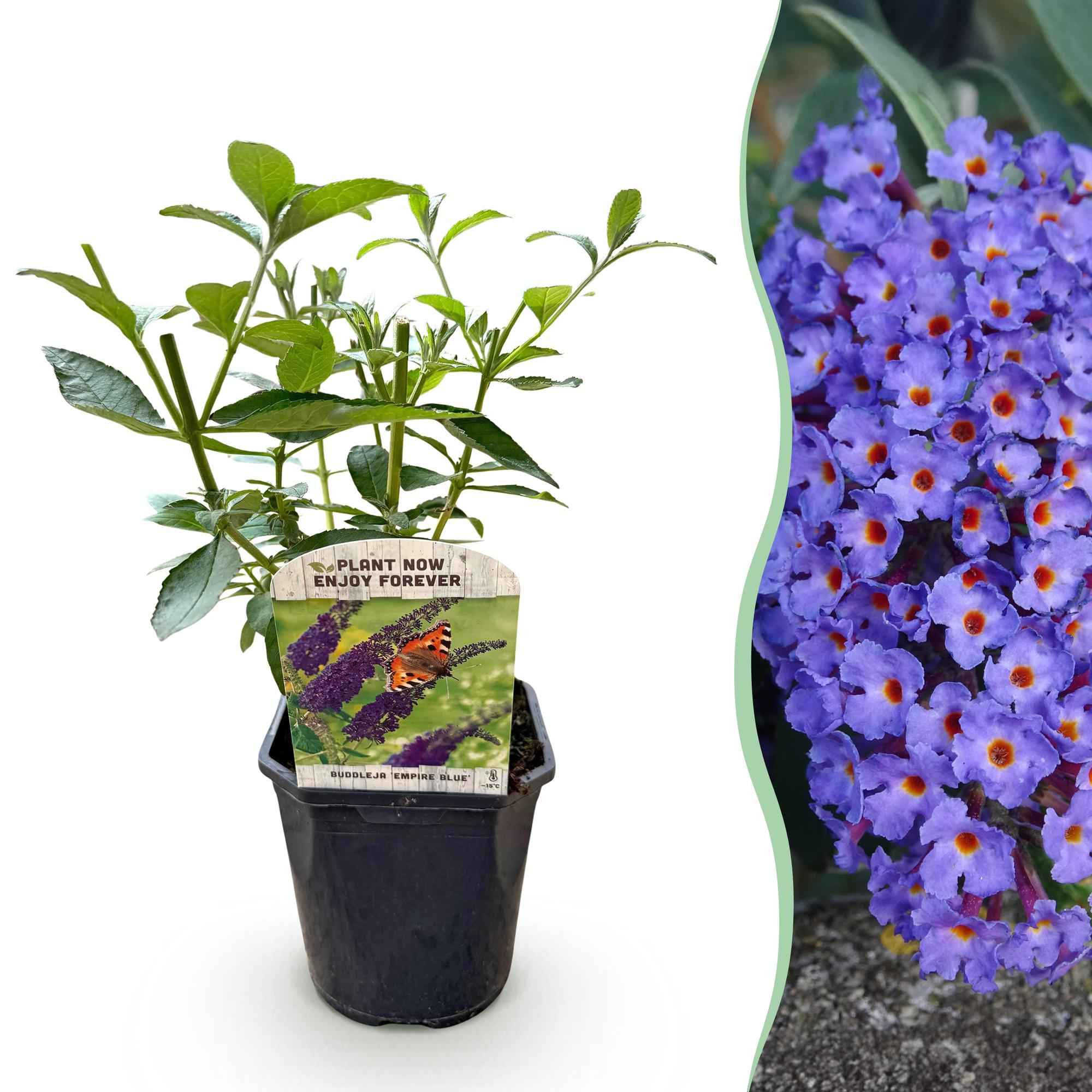 Image of Schmetterlingsstrauch Buddleja davidii Empire Blue – Blau blühender, laubabwerfender Gartenstrauch – Schmetterlings – & bienenfreundlich-0