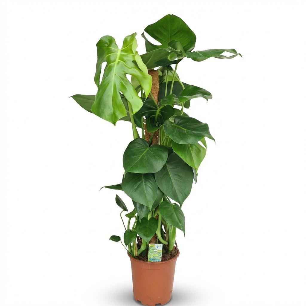 Image of Monstera deliciosa am Moosstab 90cm 19cm Zimmerpflanze pflegeleicht Fensterblatt mit großen dekorativen Blättern für Wohnzimmer Büro Schlafzimmer-0