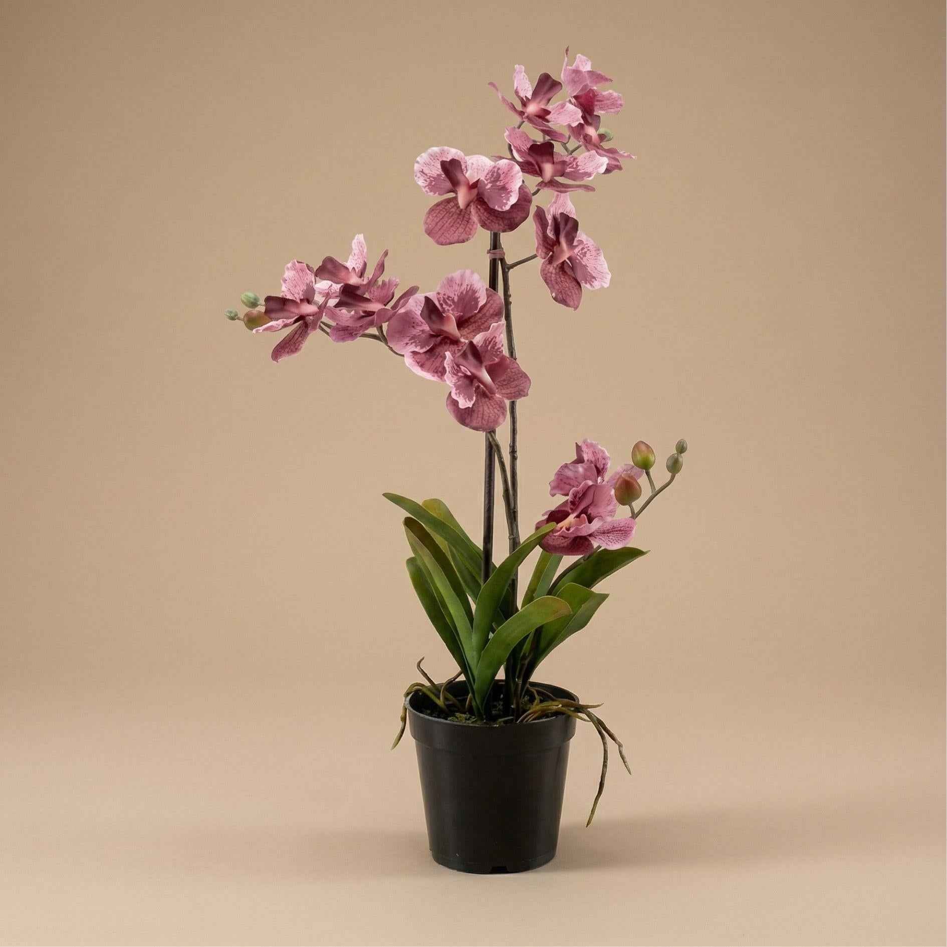 Image of Orchidee Vanda Kunstpflanze – ca.60cm – Altrosa – Künstliche Orchidee im Topf – Pflegefreie Deko Pflanze für Wohnzimmer Büro & Empfangsbereich-4