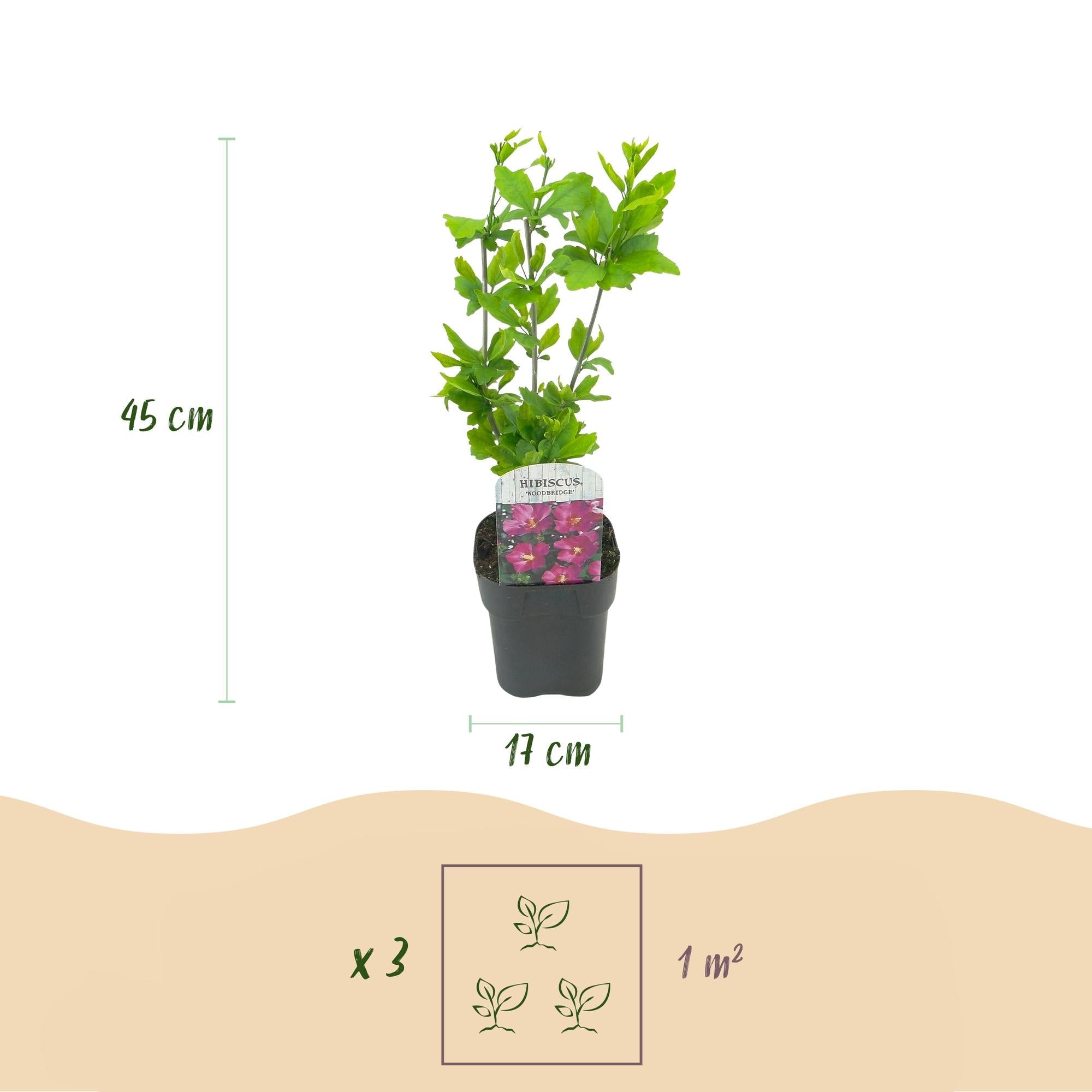 Image of Hibiscus syriacus Tricolour – 3 Pflanzen 17cm – ca. 45cm hoch – Garteneibisch mit rosa, weißen & blauen Blüten – Winterharter Strauch-3