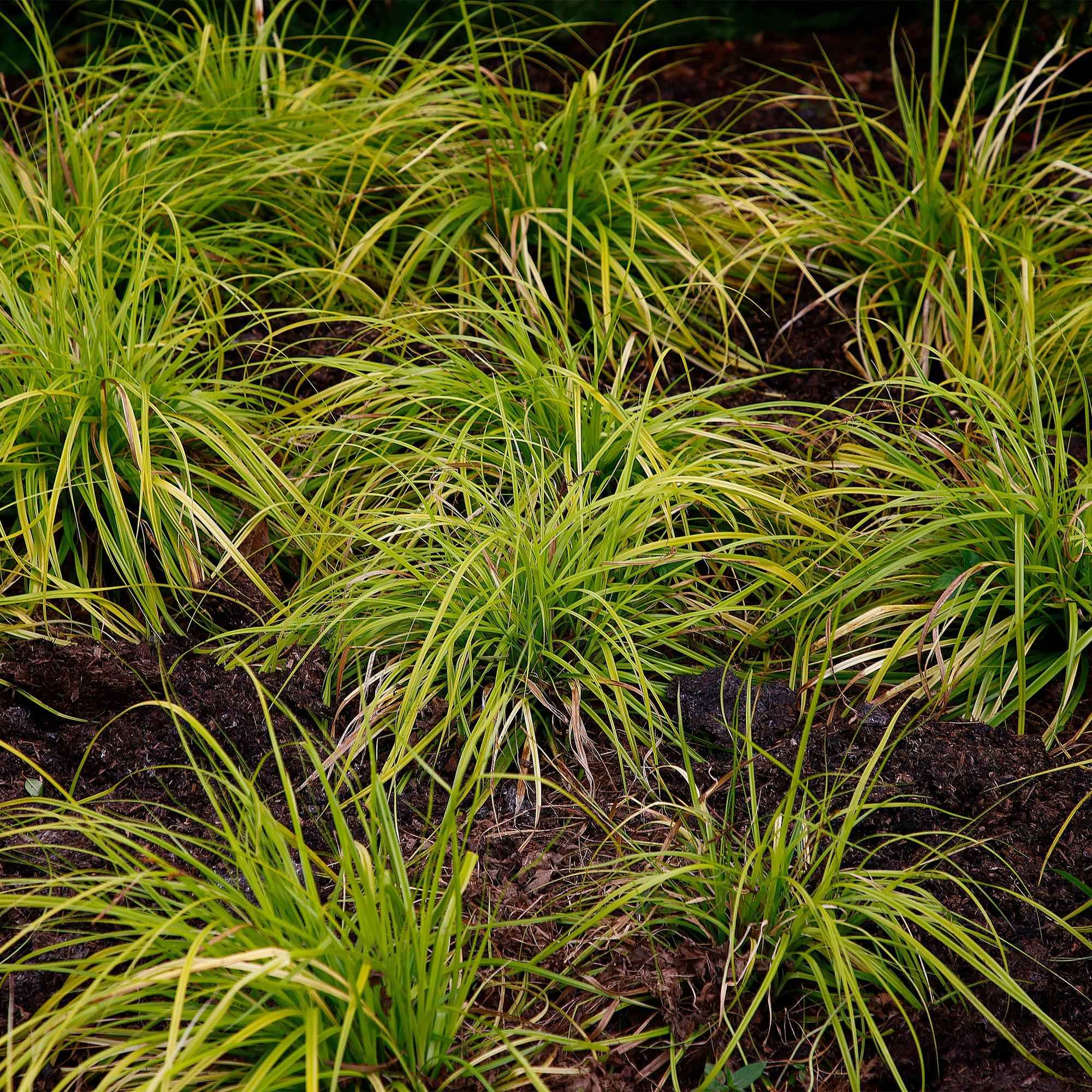 Image of Ziergras Segge Carex oshimensis Everillo – Leuchtend Gelb – Immergrün & winterhart – Höhe ca. 50cm – 17cm – Farbintensives Gras für Beet & Kübel