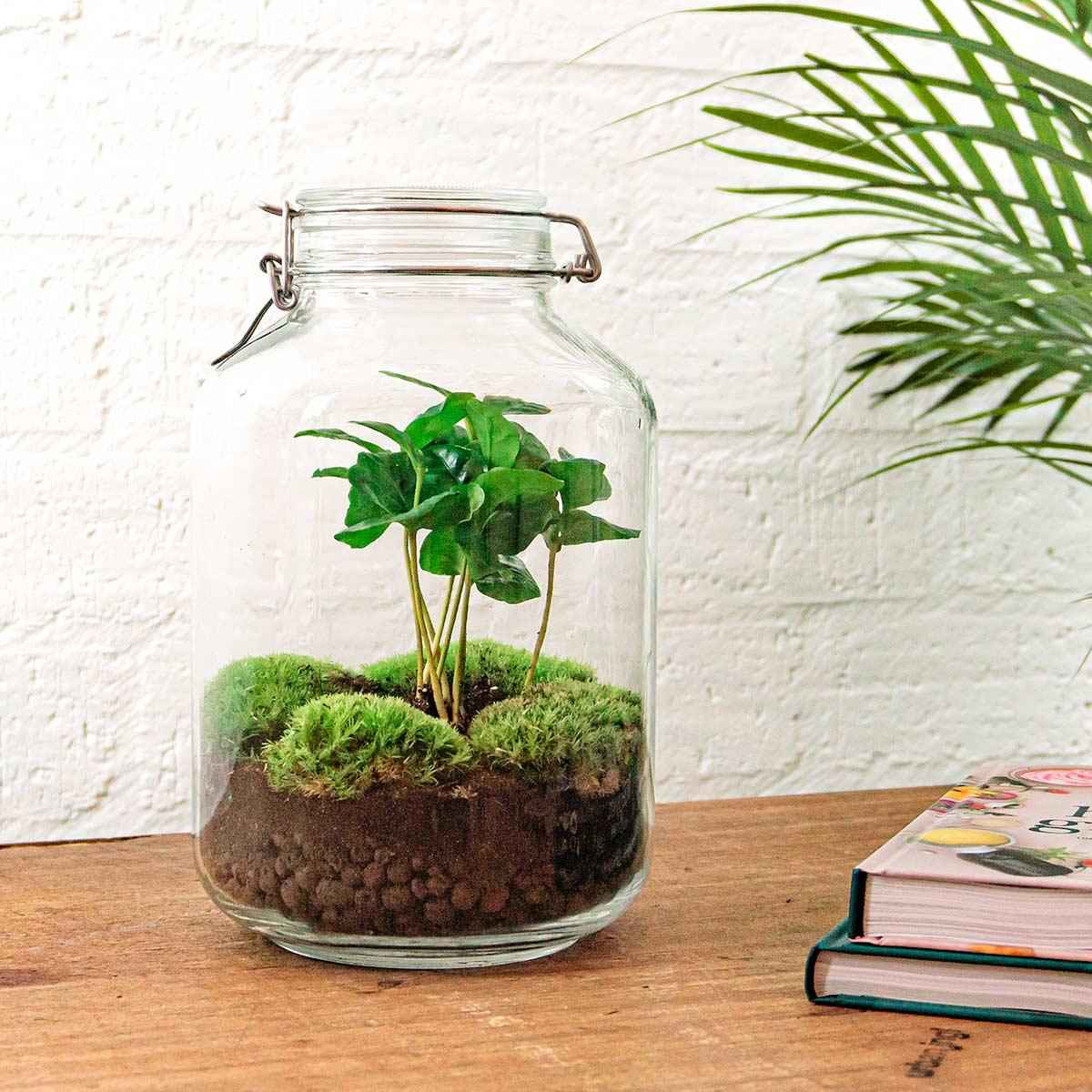 Image of Flaschengarten Coffea Arabica – DIY Bausatz Terrarium – ↕28cm – Do – It – Yourself Pflanzen – Set – Autarkes Mini – Für Wohnung & Büro-1