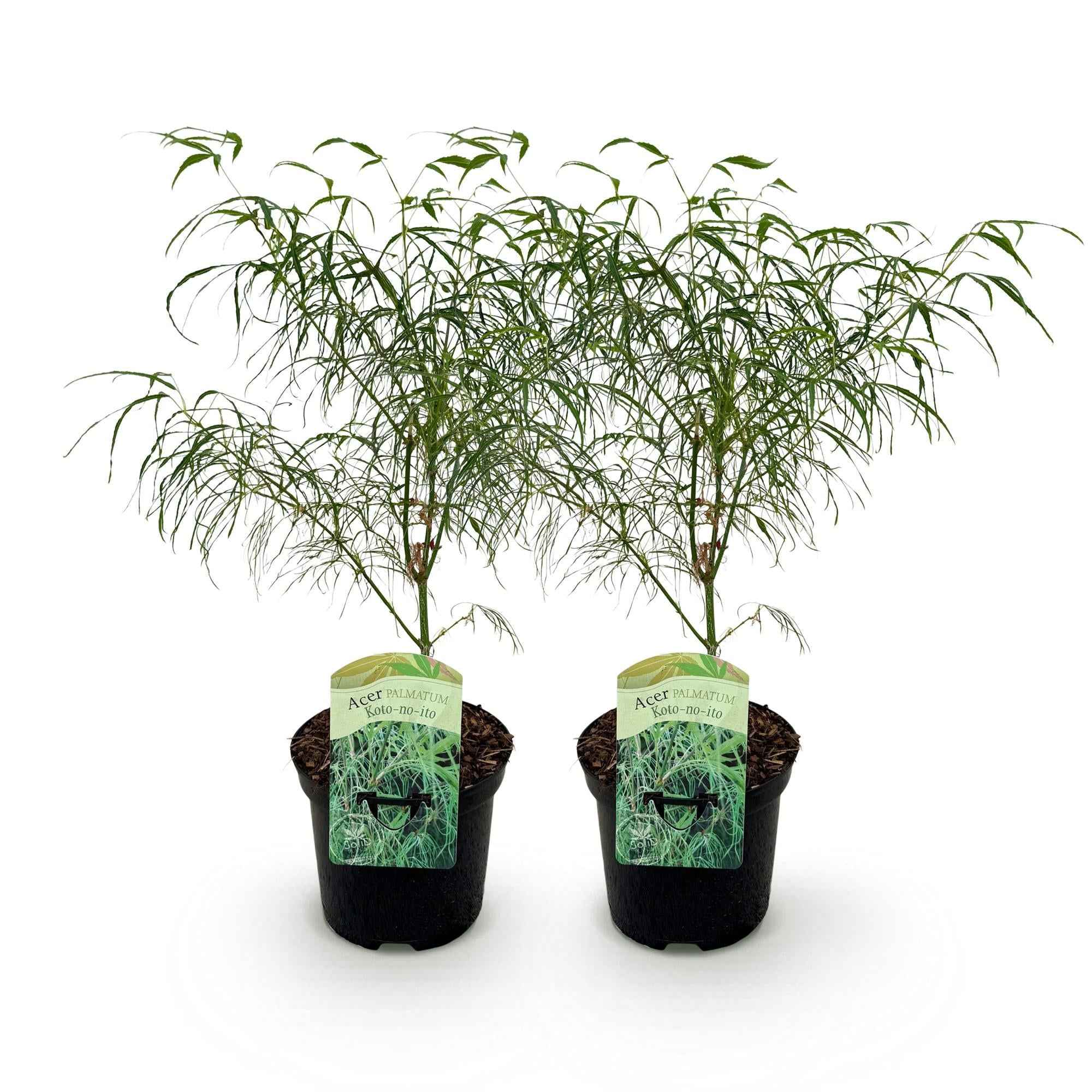 Image of Japanischer Ahorn – Acer palmatum 'Koto – no – ito' – 2 Pflanzen – ca. 70cm hoch – Ø19cm – feingliedriges grünes Laub – Balkon – & Gartenpflanze-1