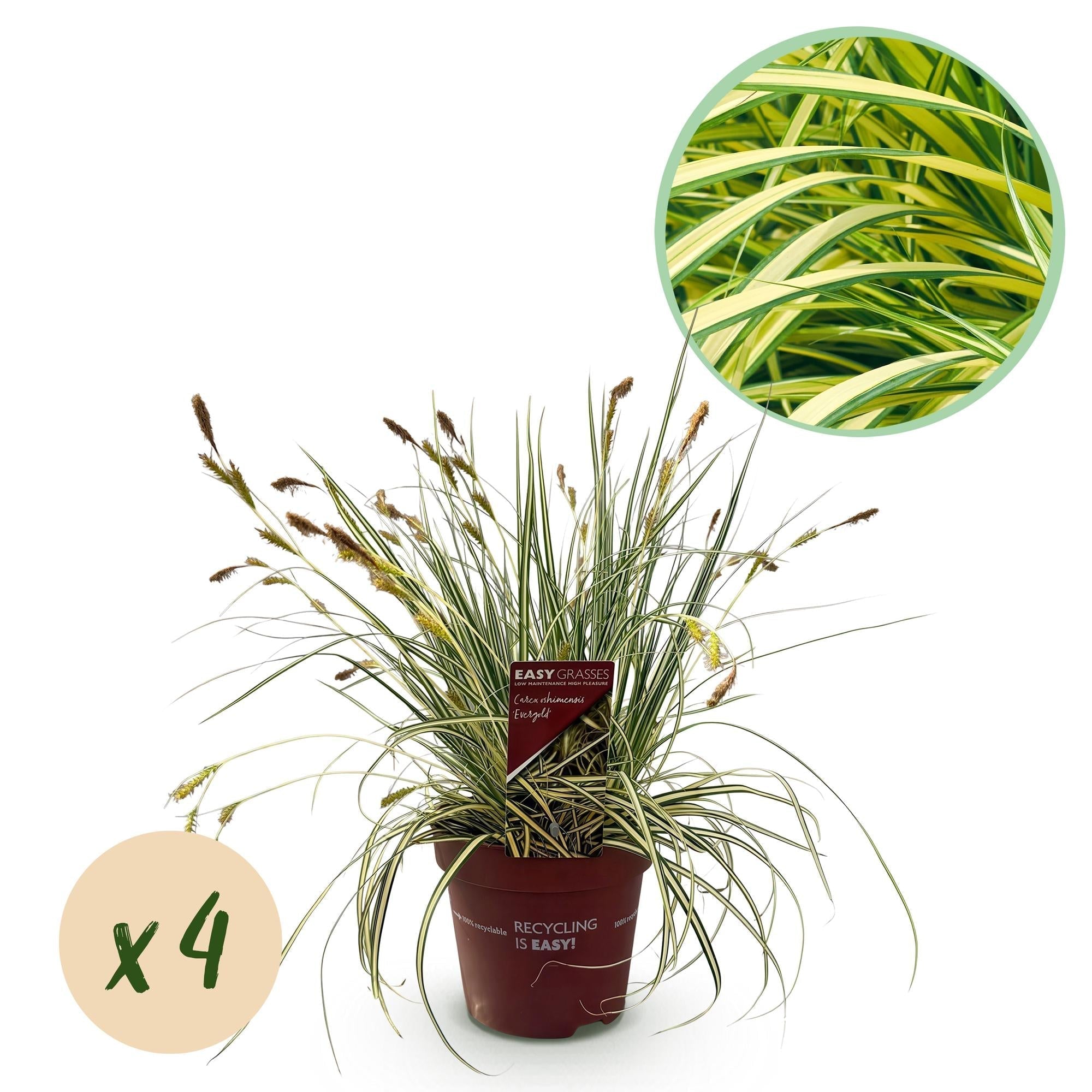 Image of Ziergras Carex oshimensis 'Evergold' – Immergrün – 2 Pflanzen – Ø17cm – Höhe 50cm – Gelb – Grün gestreift – Pflegeleicht – Für Sonne & Schatten-5