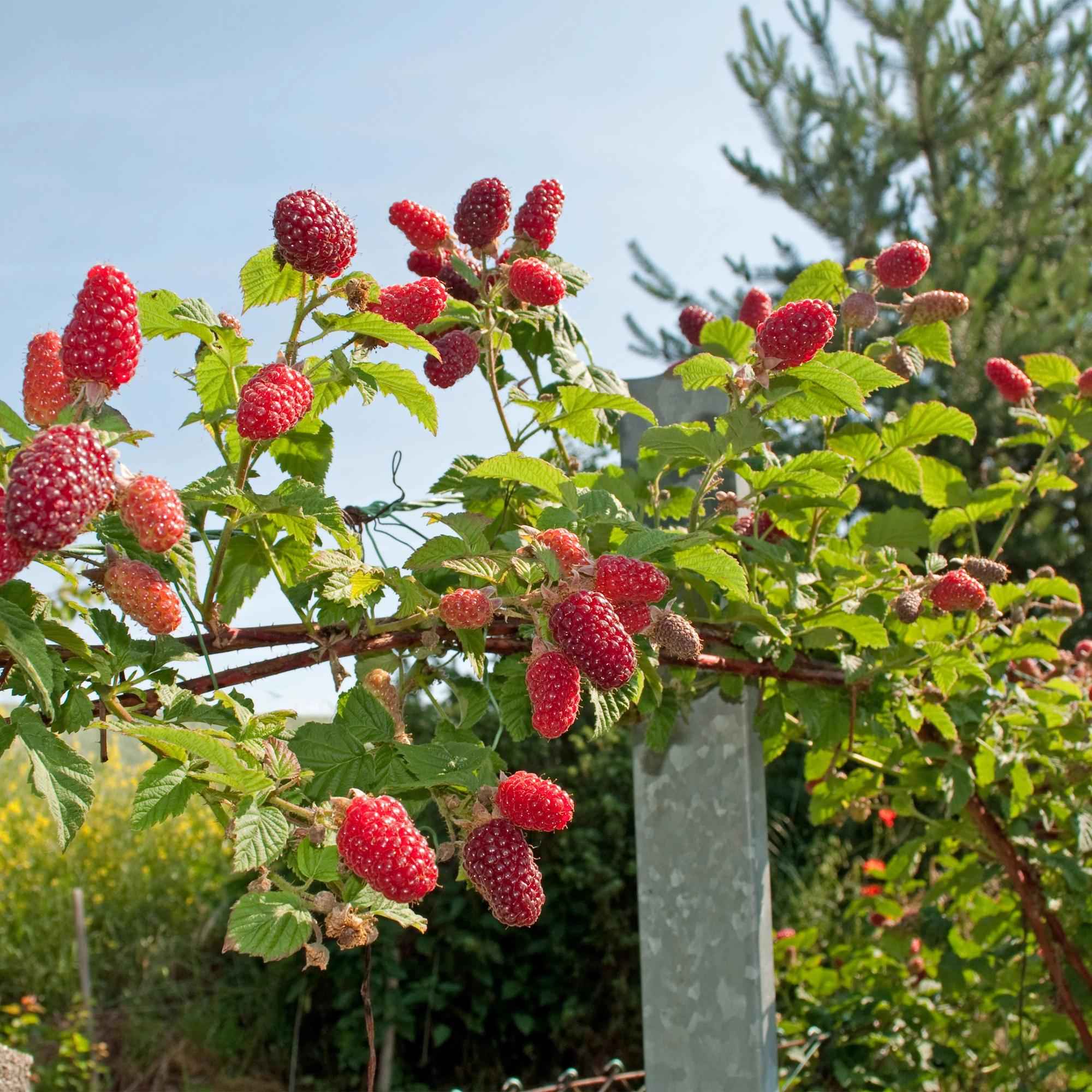 Image of Tayberry Rubus 2er Set, Obstpflanze als Kreuzung aus Himbeere und Brombeere, süße aromatische Beeren, Ø11cm, 40cm hoch, für Garten, Naschgarten,-4