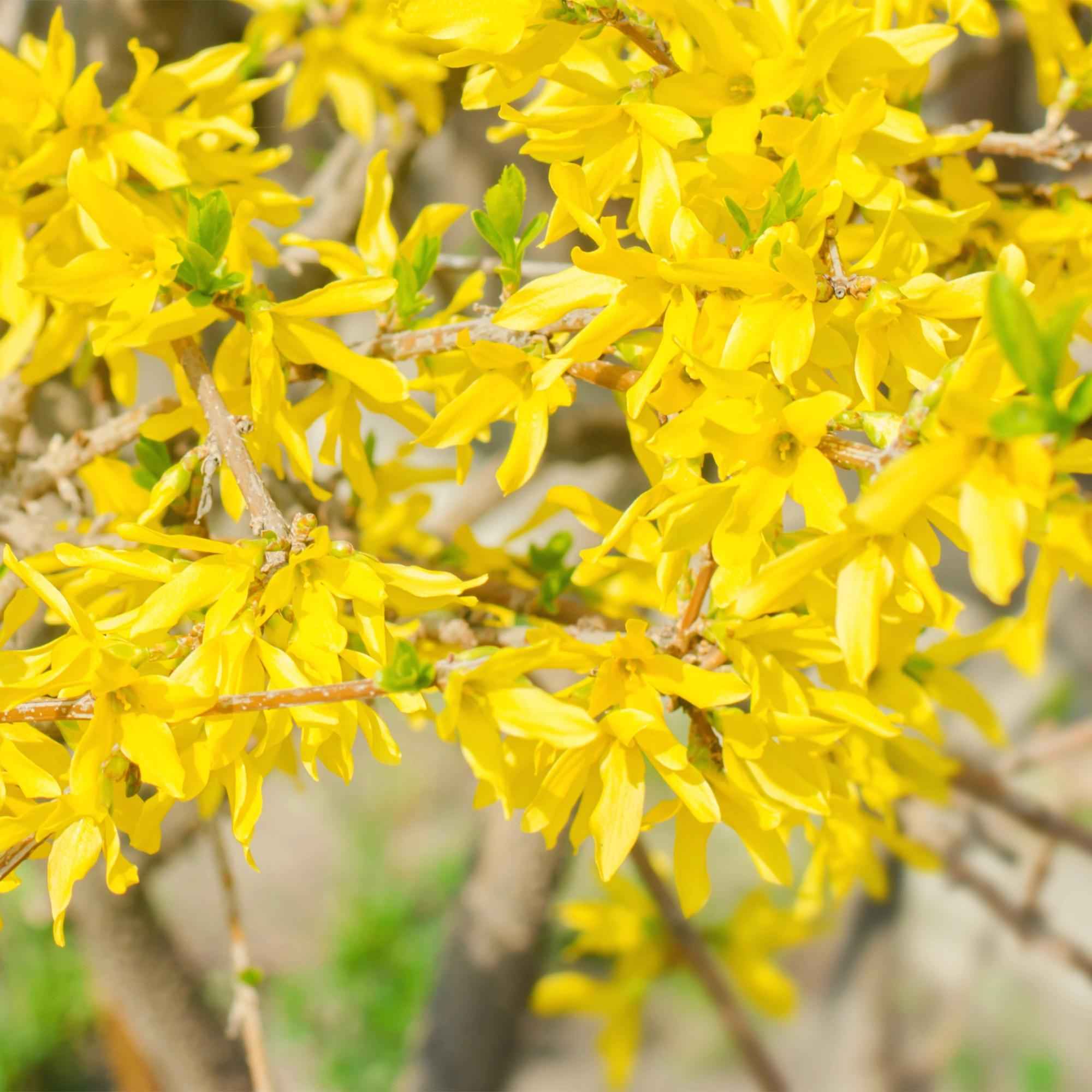 Image of Goldglöckchen Forsythia intermedia – Zierstrauch mit gelben Blüten – 17cm – Höhe ca. 45cm – Schnellwachsender & pflegeleichter Blütenstrauch