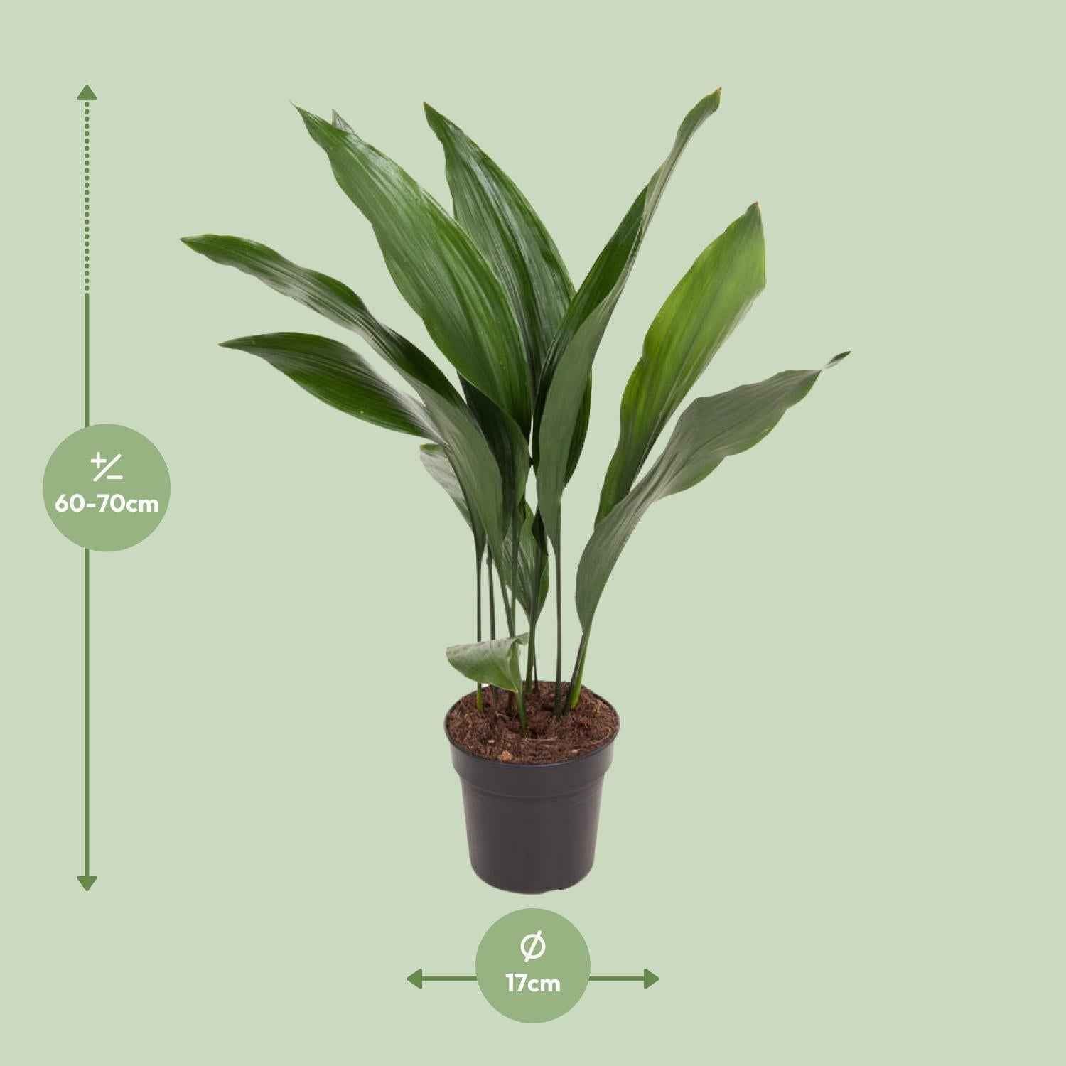 Image of Aspidistra Elatior – Zimmerpflanze Die Bar – Ø17cm – Höhe ca. 70cm – Pflegeleichte Grünpflanze mit glänzenden, dunkelgrünen Blättern