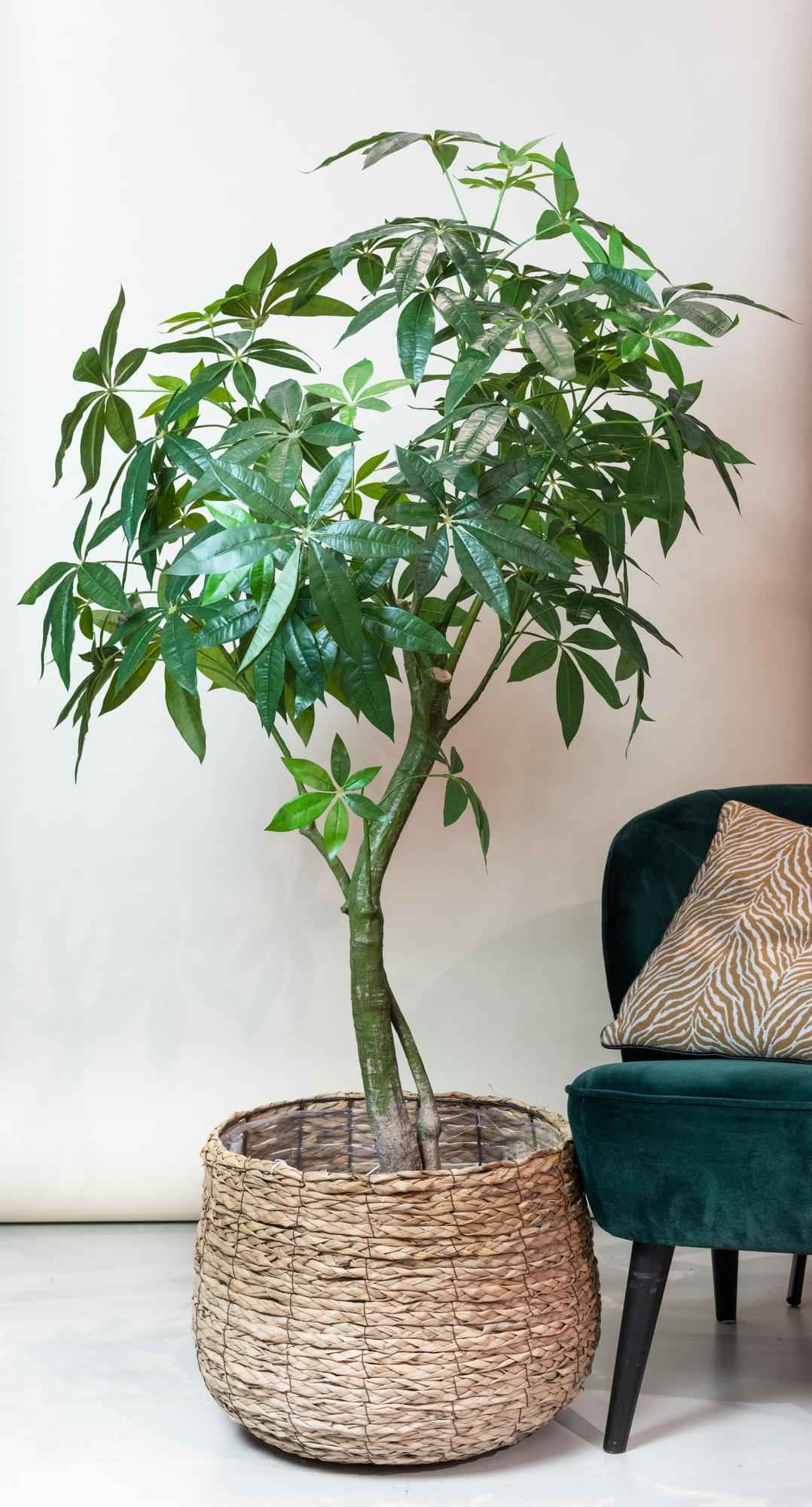 Image of Kunstpflanze Pachira Aquatica – Glückskastanie 180cm – Täuschend echt mit glänzenden Blättern & Doppelstamm