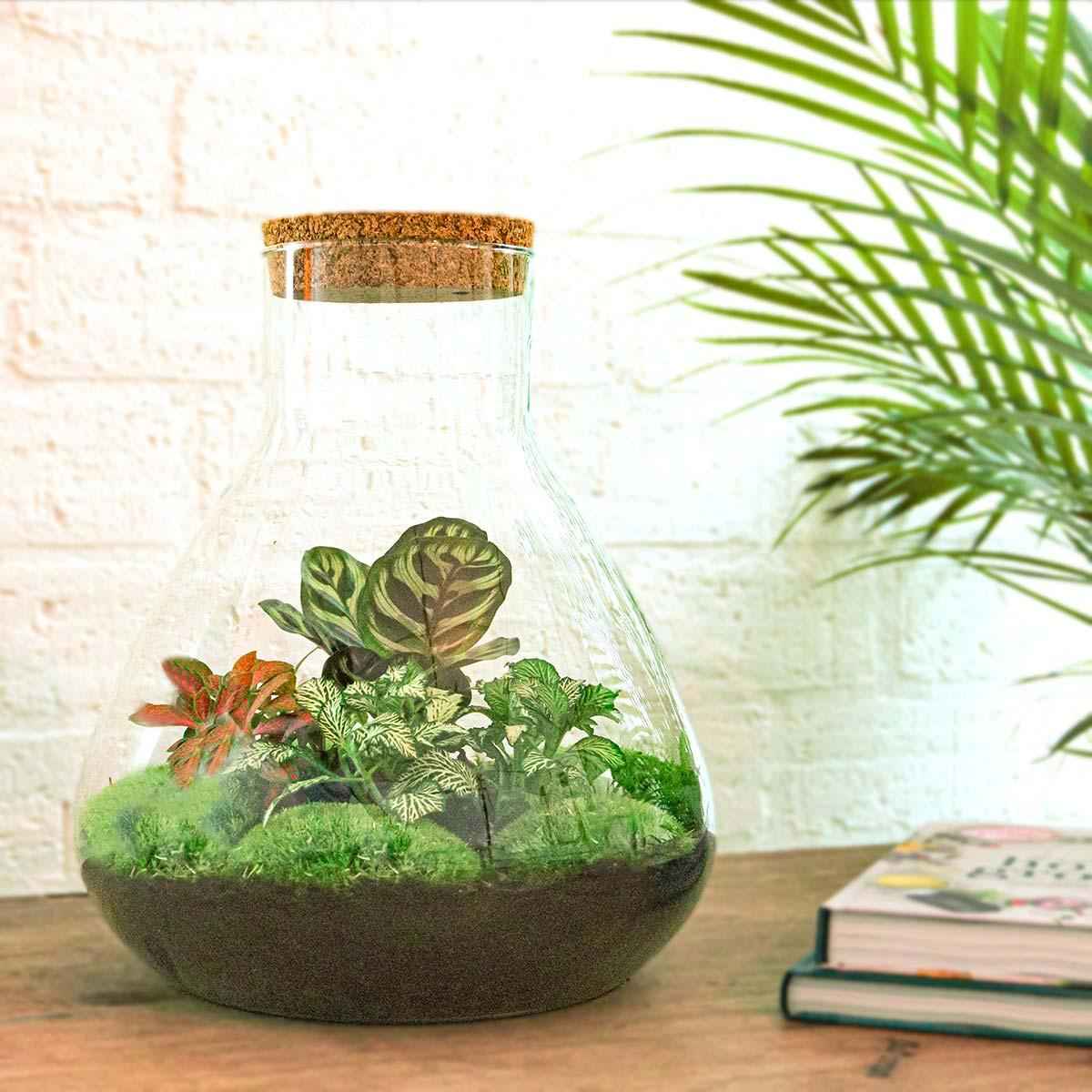 Image of Flaschengarten Sam XL Rot – DIY Bausatz Terrarium – ↕35cm – Do – It – Yourself Pflanzen – Set – Autarkes Mini – Ökosystem