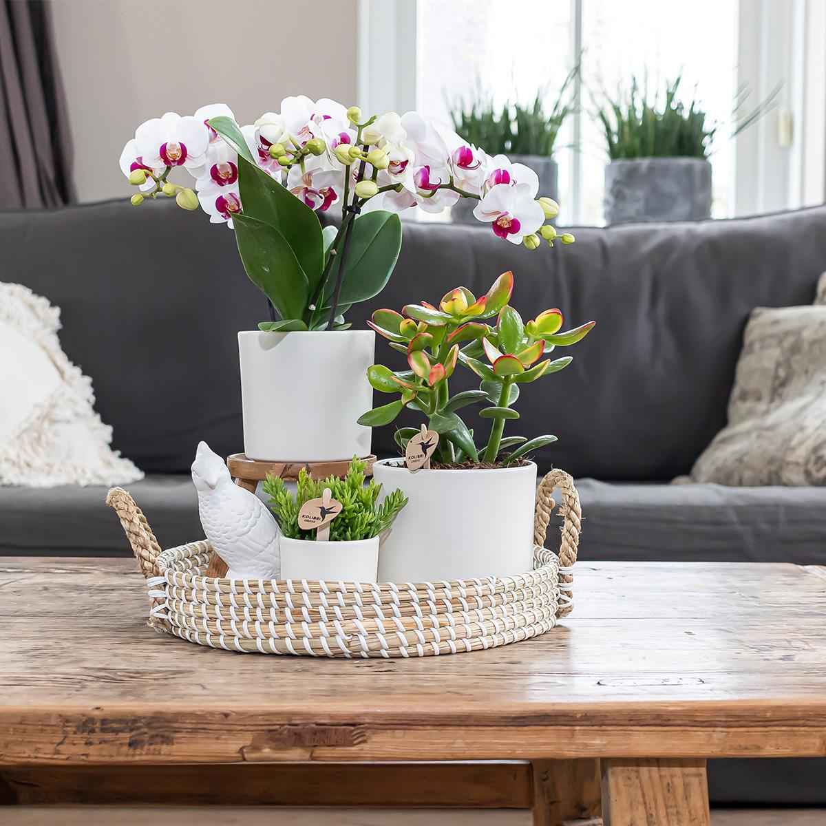 Image of Simplicity Blumentopf Weiß – Ø6cm – Mini Blumentopf für kleine Pflanzen, Sukkulenten & Kräuter-1