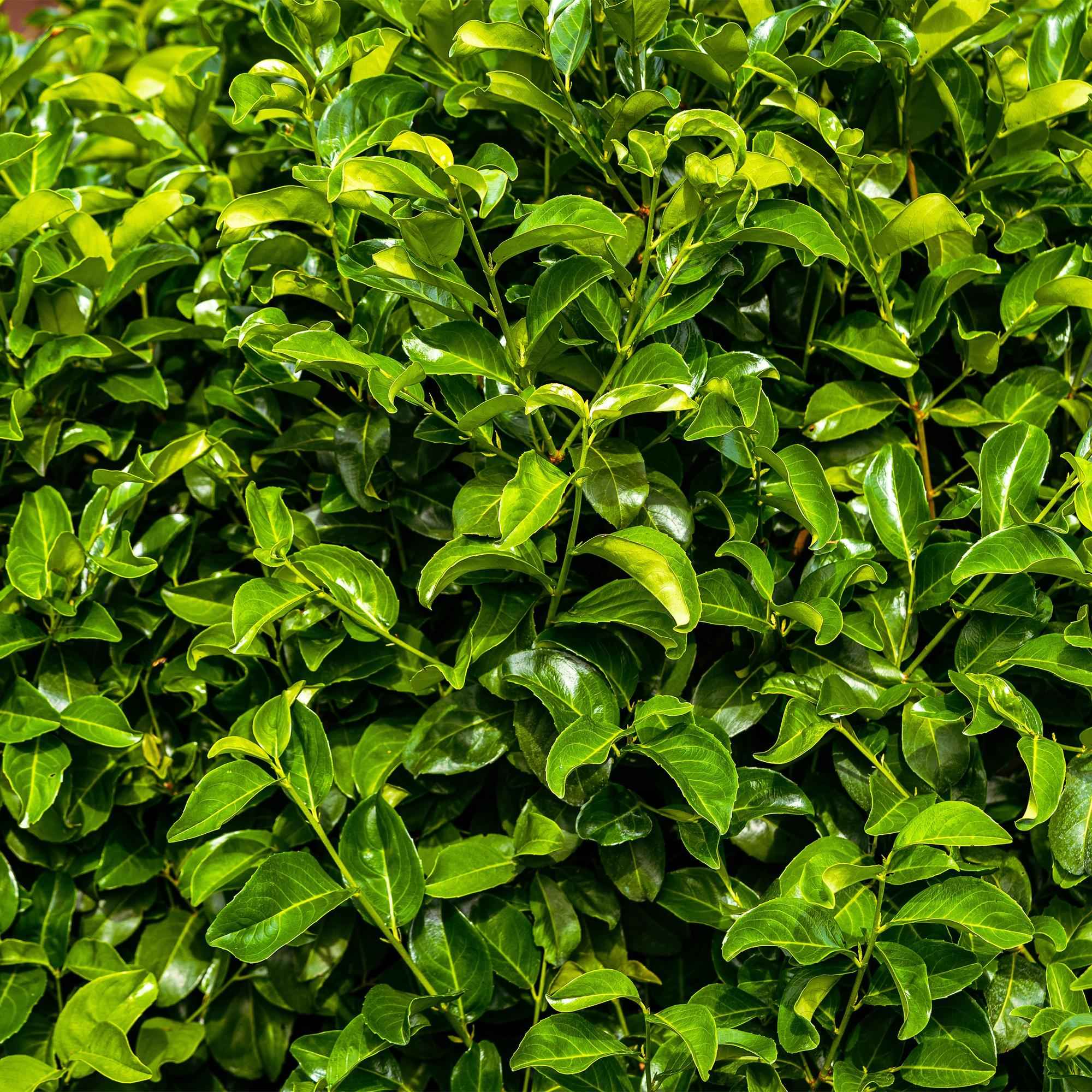 Image of Kirschlorbeer Prunus laurocerasus Rotundifolia – Immergrüne Heckenpflanzen – 8 Pflanzen – 1m – 9cm Höhe 30-35cm – Grün – Pflegeleicht-3
