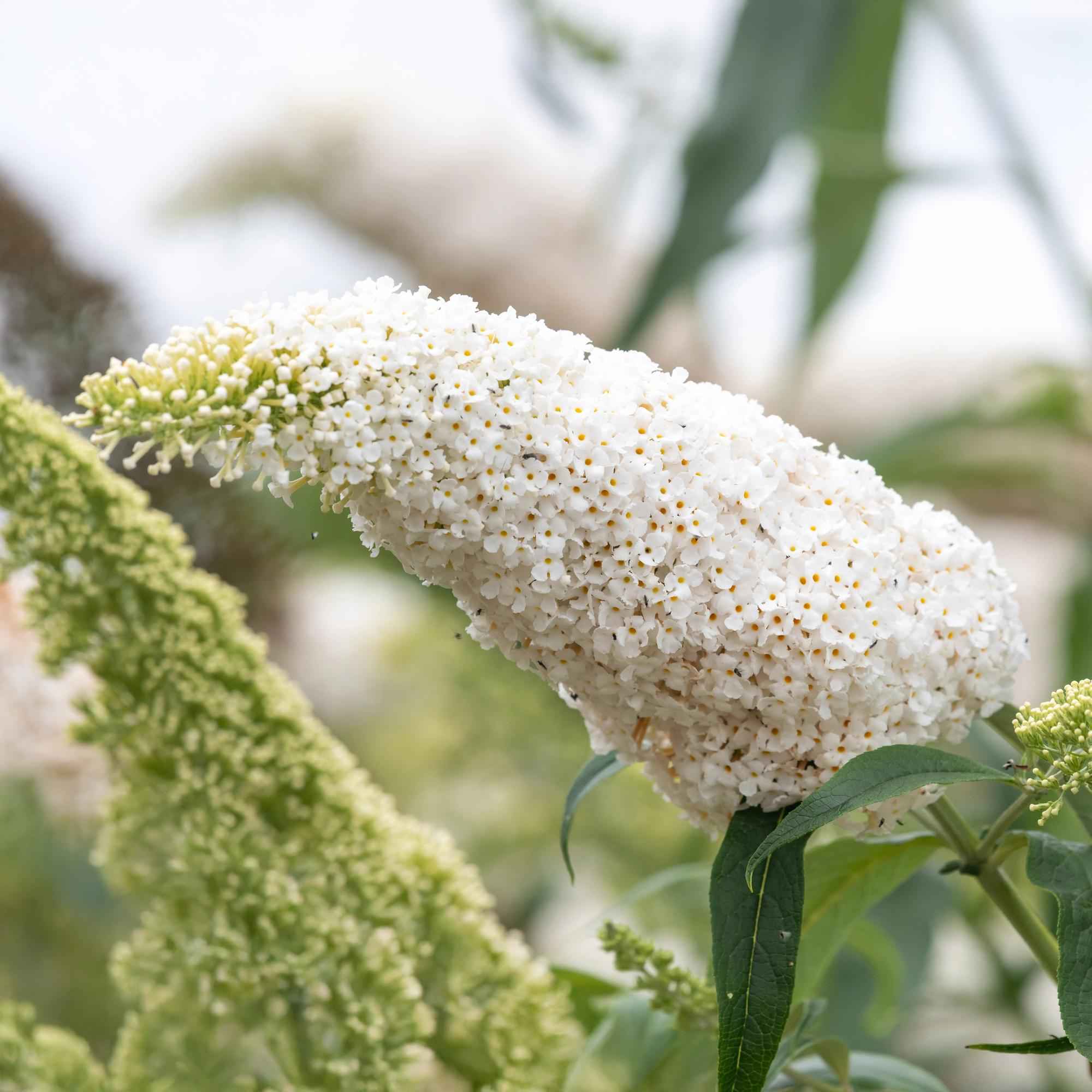 Image of Schmetterlingsstrauch Buddleja davidii White Profusion – Weiße Blüten – Bienfreundlich & Schmetterlingsanziehend – Laubabwerfend – Höhe 17-25cm