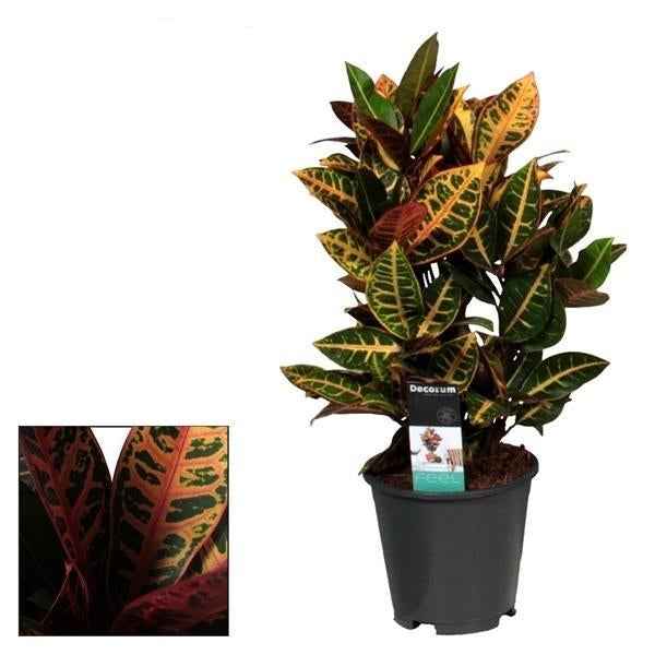 Image of Croton Petra – Zimmerpflanze – Ø17cm – ↕55cm – Bunte Blattpflanze mit lebhaften Farben – Pflegeleicht & dekorativ-0