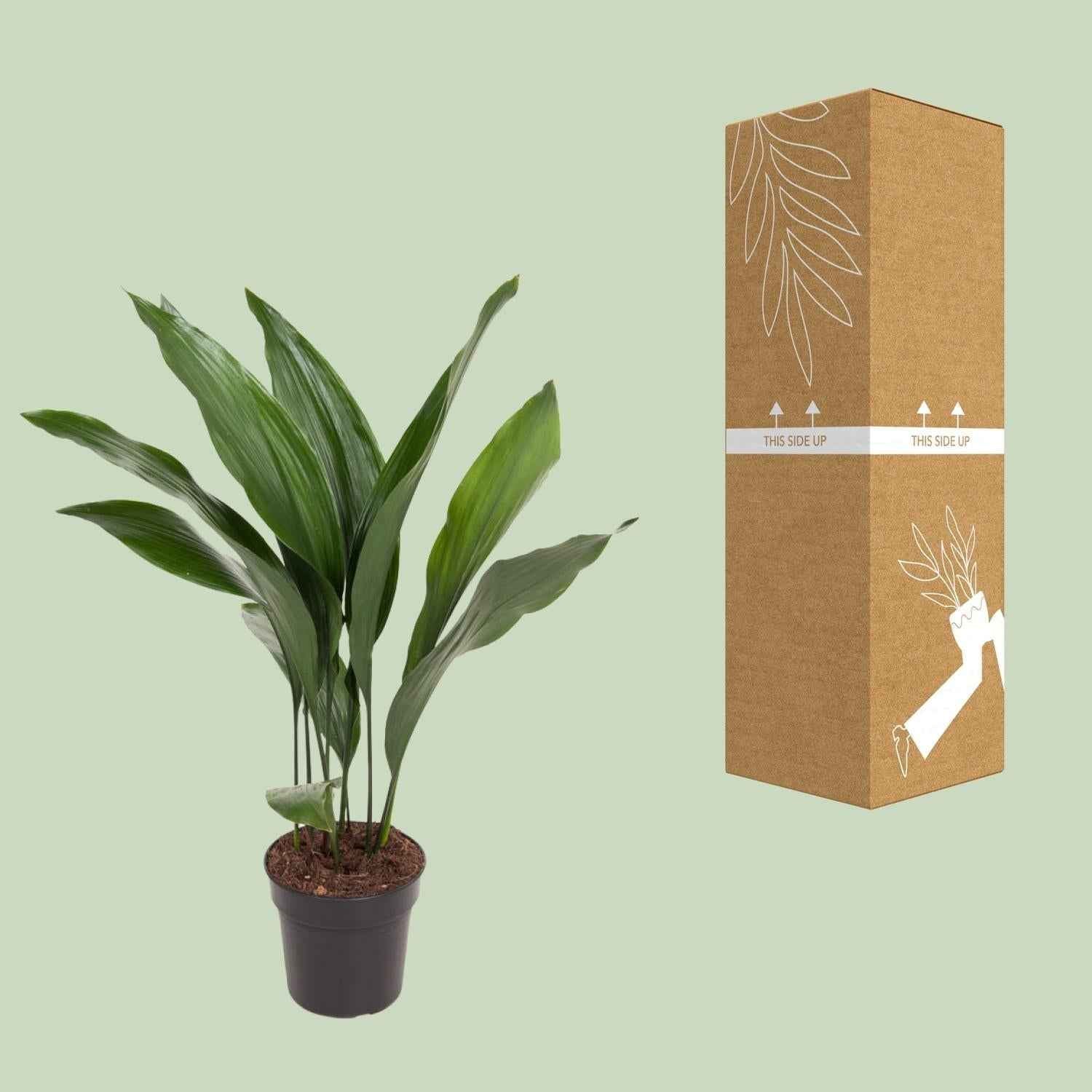 Image of Aspidistra Elatior – Zimmerpflanze Die Bar – Ø17cm – Höhe ca. 70cm – Pflegeleichte Grünpflanze mit glänzenden, dunkelgrünen Blättern