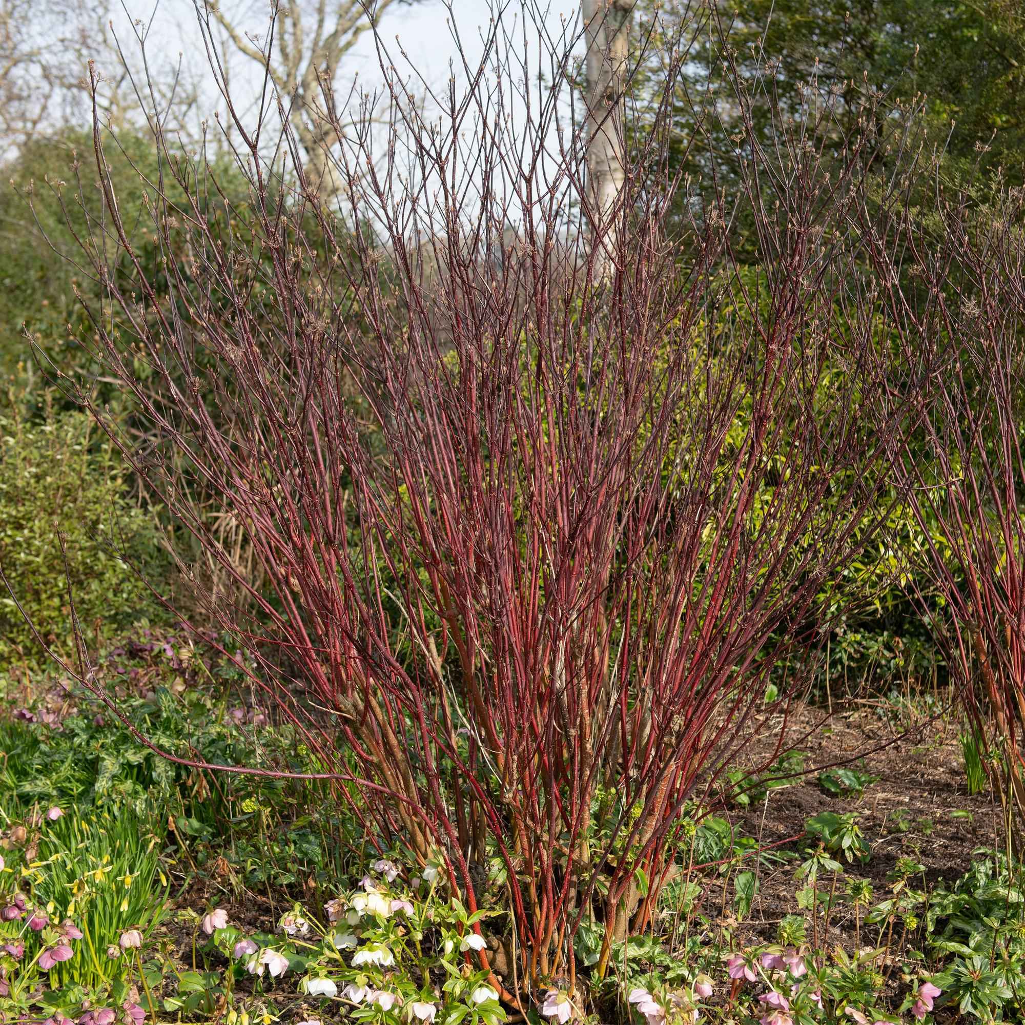 Image of Cornus alba 'Kesselringii' – Schwarzholz – Hartriegel – Zierstrauch 17cm – ca. 45cm hoch – Pflegeleicht & winterhart – Für Hecke & Beet-3