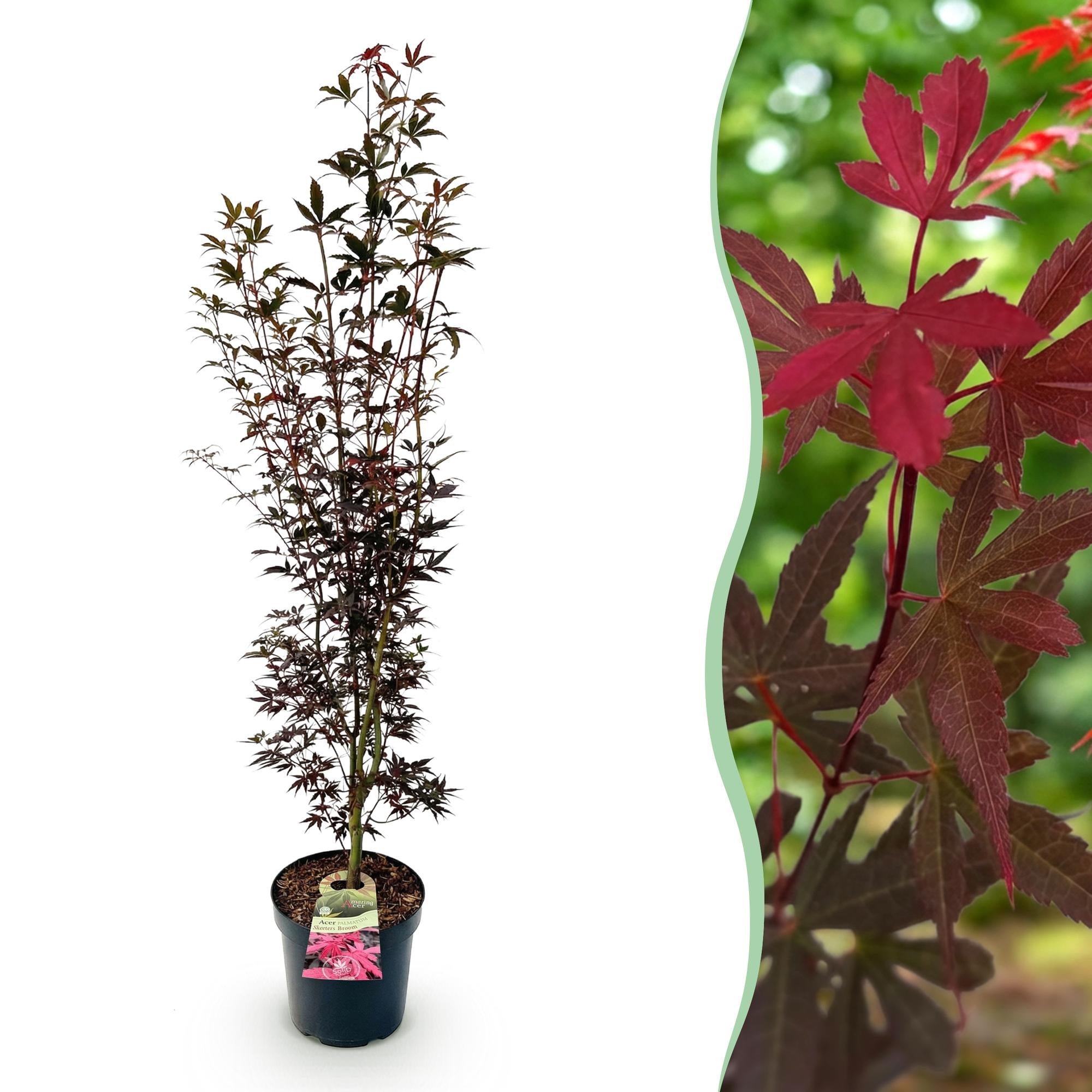Image of Japanischer Ahorn Acer palmatum Skeeters Broom, laubabwerfende Gartenpflanze in Rot, kompakter Zierahorn für Garten und Kübel, Ø26cm, 90cm hoch,-0