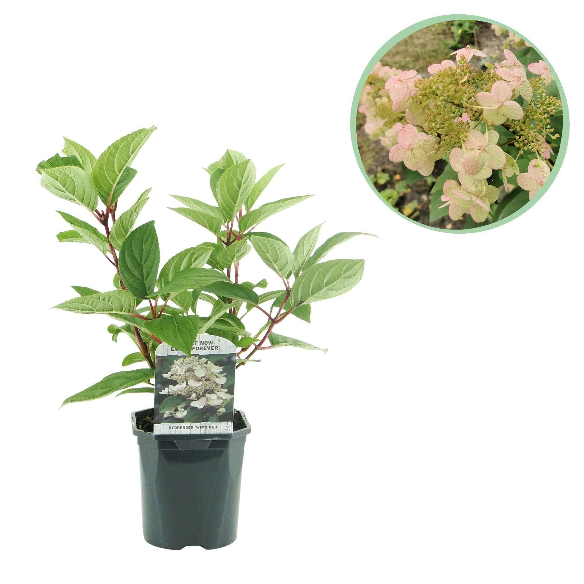 Image of Rispenhortensie – Hydrangea panniculata Wims Red – Blüte Weiß-Rot – Laubabwerfend – Große Blüten – 17cm – Höhe ca. 50cm-0