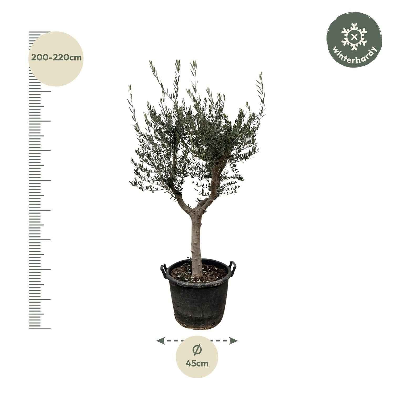 Image of Olivenbaum – Olea europaea ‘Cultivo’ – ca. 220cm hoch – Ø40cm – mediterraner Großbaum – für Garten, Terrasse & Wintergarten-1