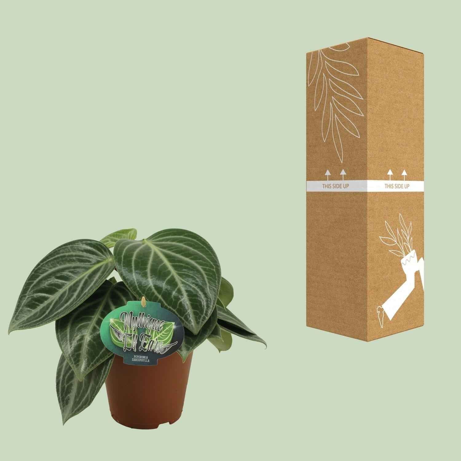 Image of Zwergpfeffer Peperomia Sarcophylla – Zimmerpflanze – Einzigartige Blattmuster – Ø15cm – Höhe 25cm – Pflegeleicht-2