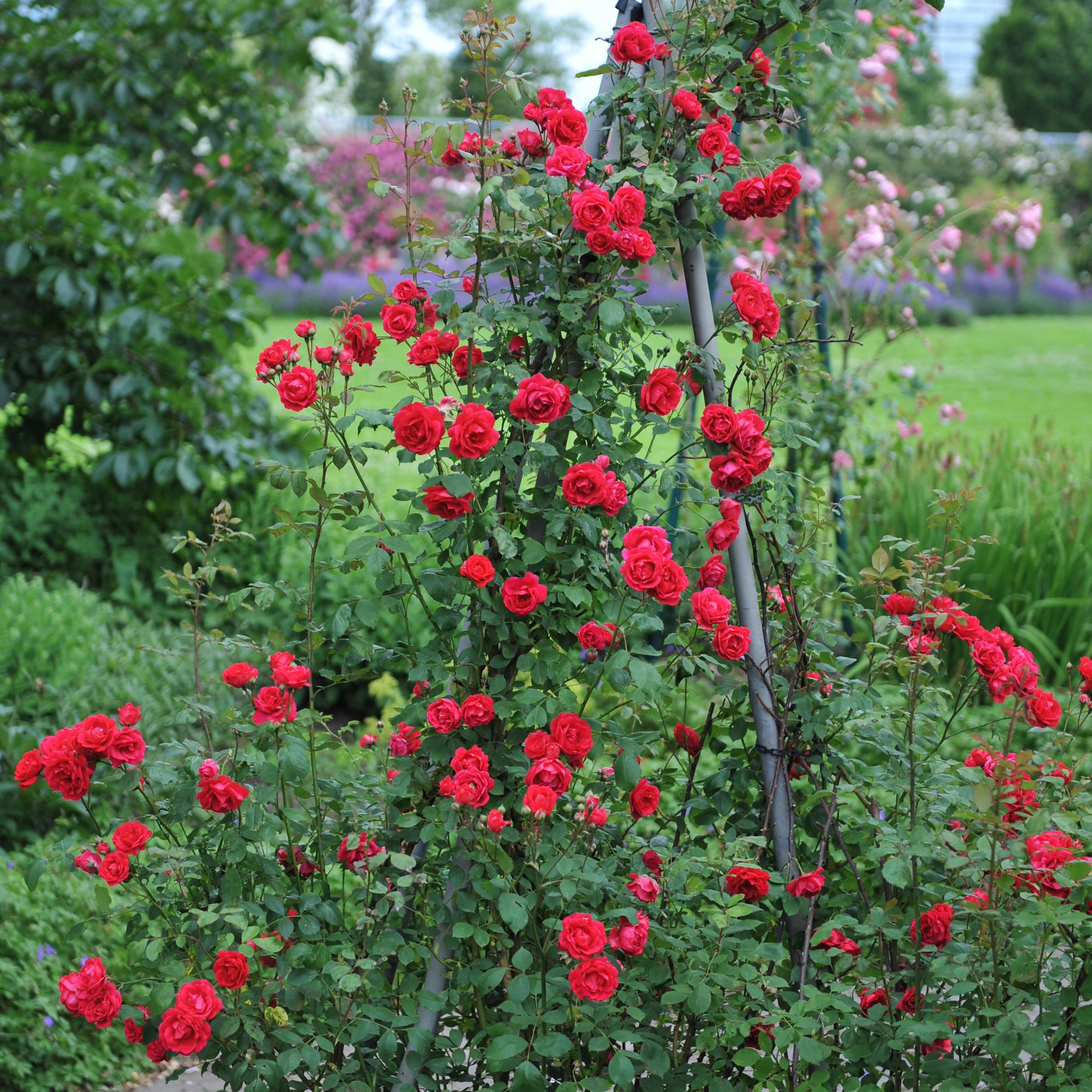 Image of Kletterrose - Rosa Paul Scarlet Climber - Blüte Rot - Wenig Pflege - 2 Pflanzen - Topf 11cm Höhe 40cm-4