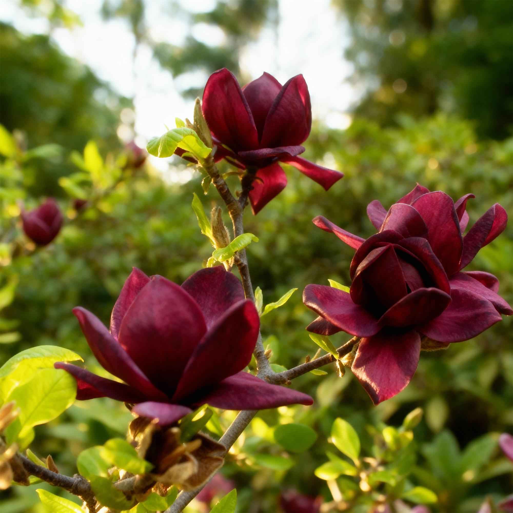 Image of Magnolia Genie – 12cm – Höhe ca. 30cm – Laubabwerfende Magnolie mit großen lilafarbenen Frühlingsblüten – Pflegeleicht für Beet, Balkon & Terrasse