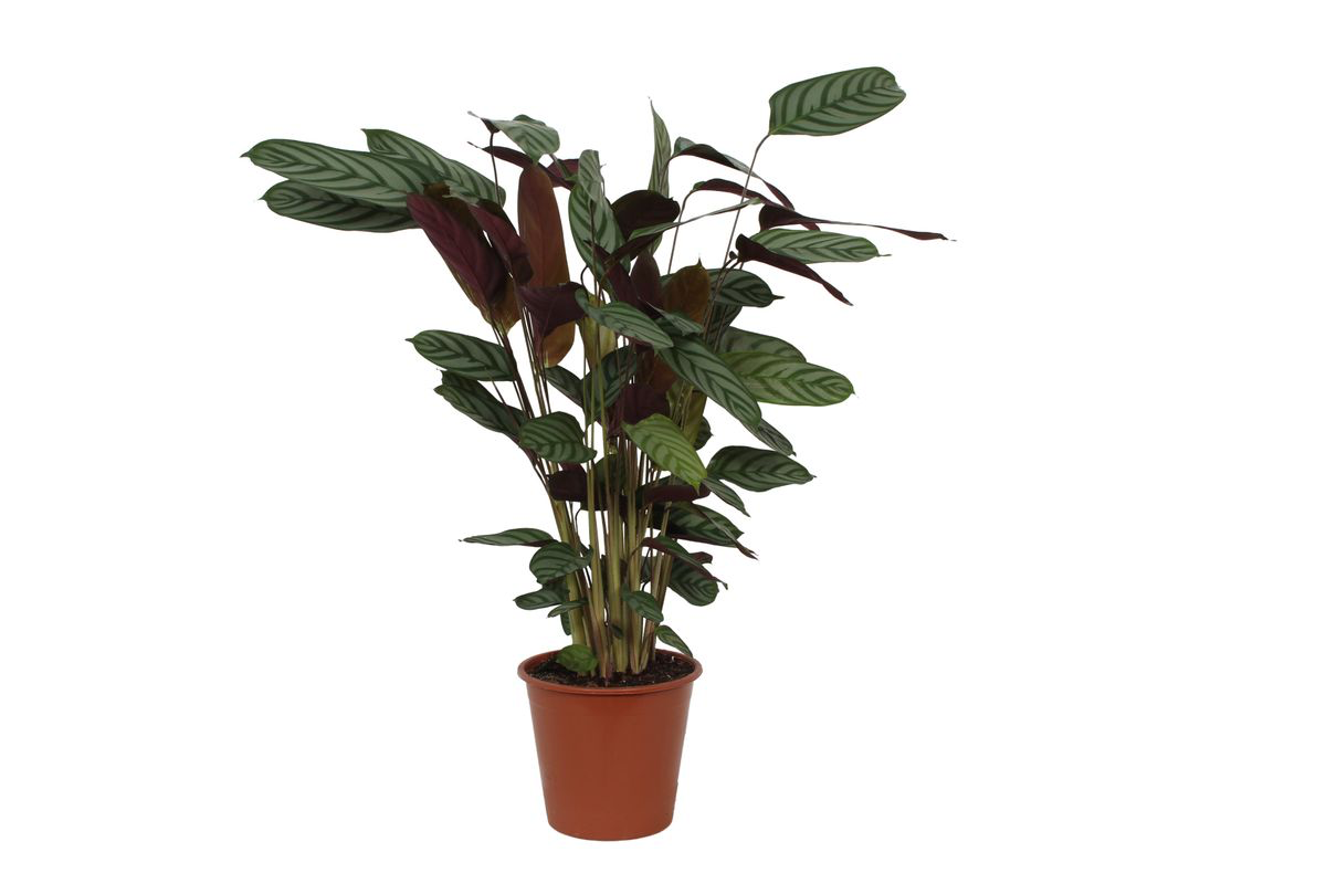 Image of Korbmarante Calathea Compactstar – Zimmerpflanze 90cm hoch – Ø21cm – Tropische Blattschmuckpflanze mit dekorativem Muster-0