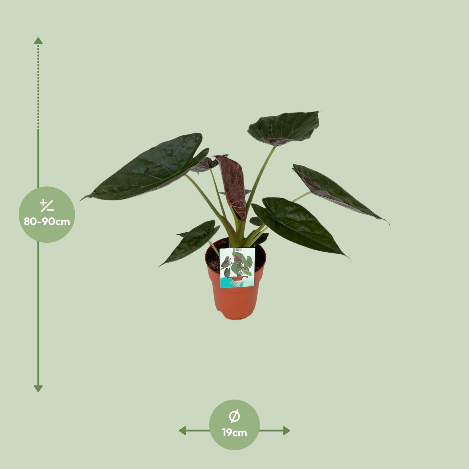 Image of Alocasia Wentii – Riesen – Elefantenohr – Zimmerpflanze – Ø19cm ca. 85cm hoch – Tropische Dschungelpflanze mit großen herzförmigen Blättern-1
