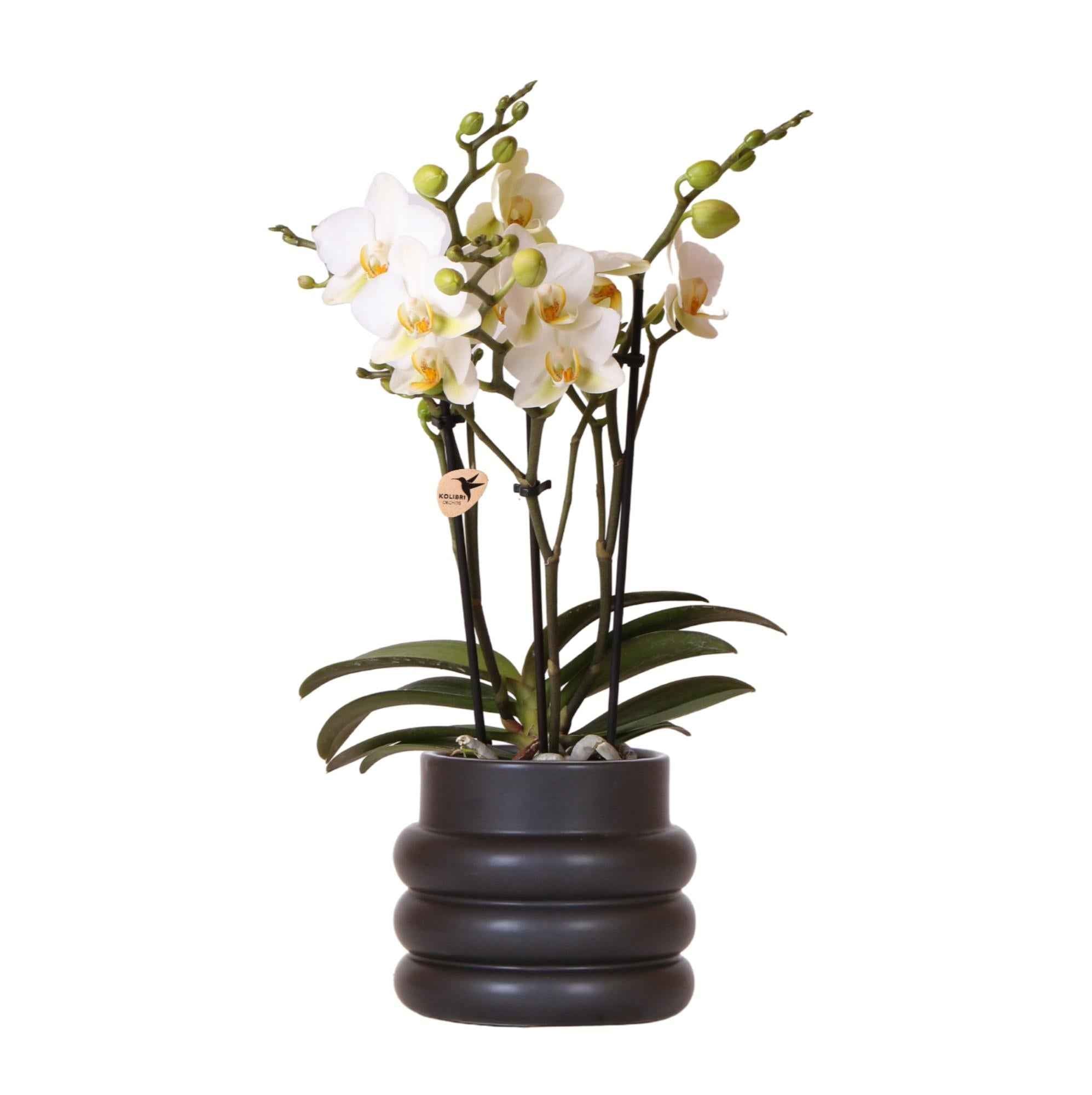 Image of Weiße Phalaenopsis – Orchidee 'Lausanne' – Zimmerpflanze mit 2-3 Blütenstielen – Ø9cm – inkl. schwarzer Bubble – Keramiktopf-0