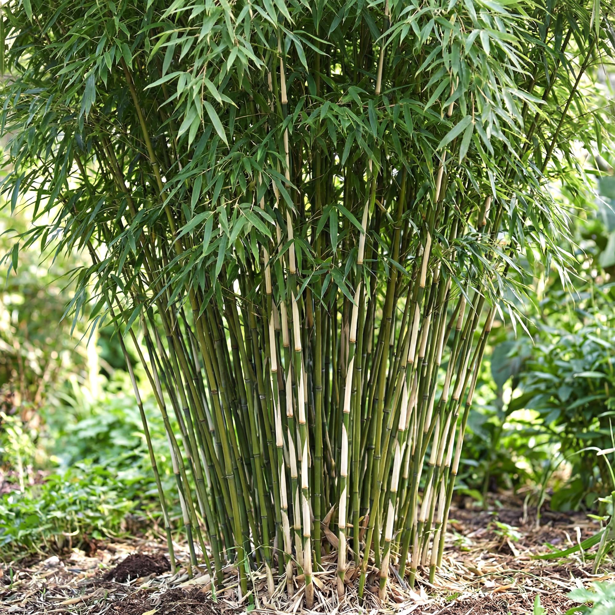 Image of Bambus Fargesia robusta Pingwu nicht wuchernd immergrün 80cm 23cm für Garten Terrasse Balkon Hecke Sichtschutz pflegeleicht winterhart grüne-4