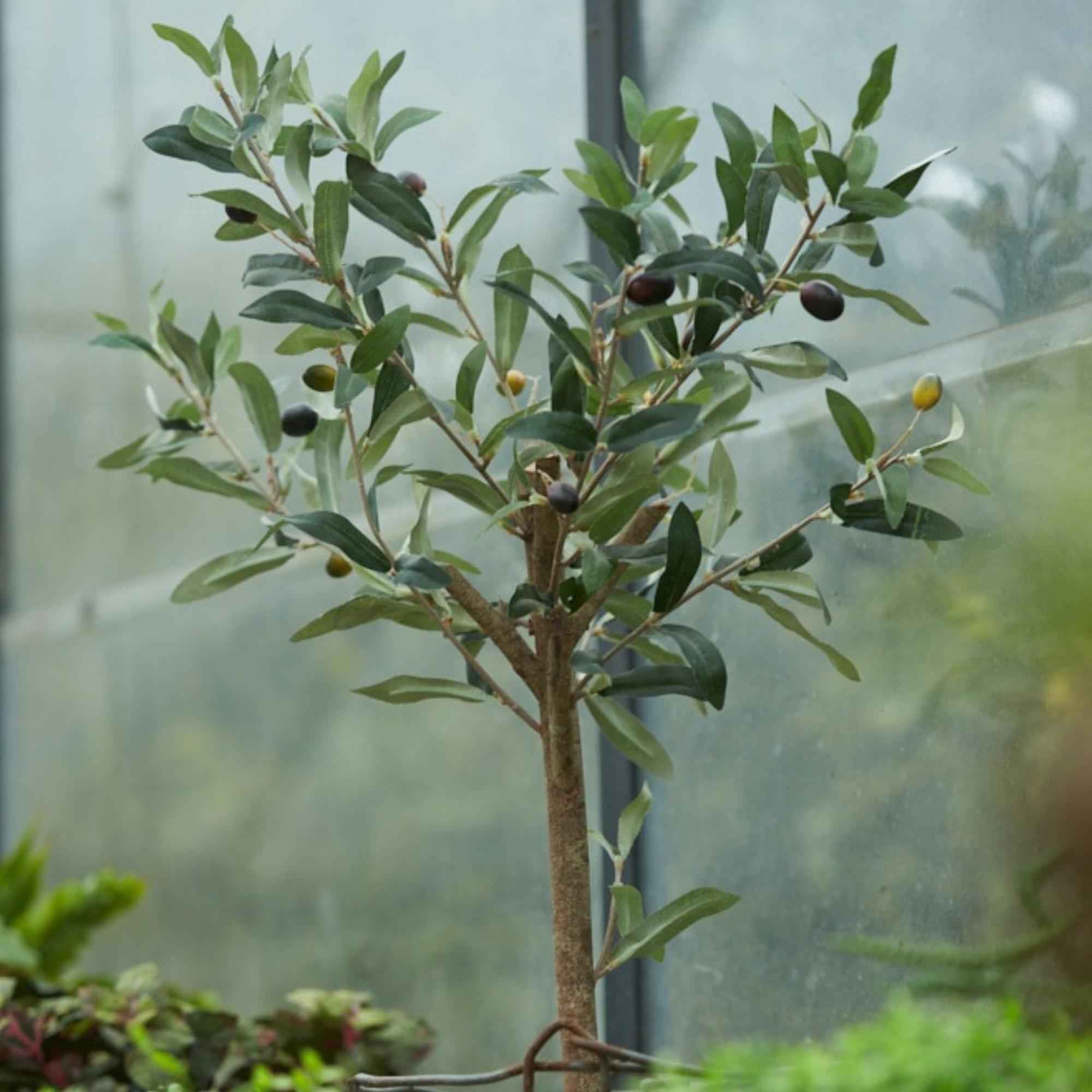 Image of Künstlicher Olivenbaum 65cm – Mediterrane Kunstpflanze – Pflegefreie Dekopflanze – Realistische Blätter – Für Wohnzimmer Balkon Büro Schlafzimmer