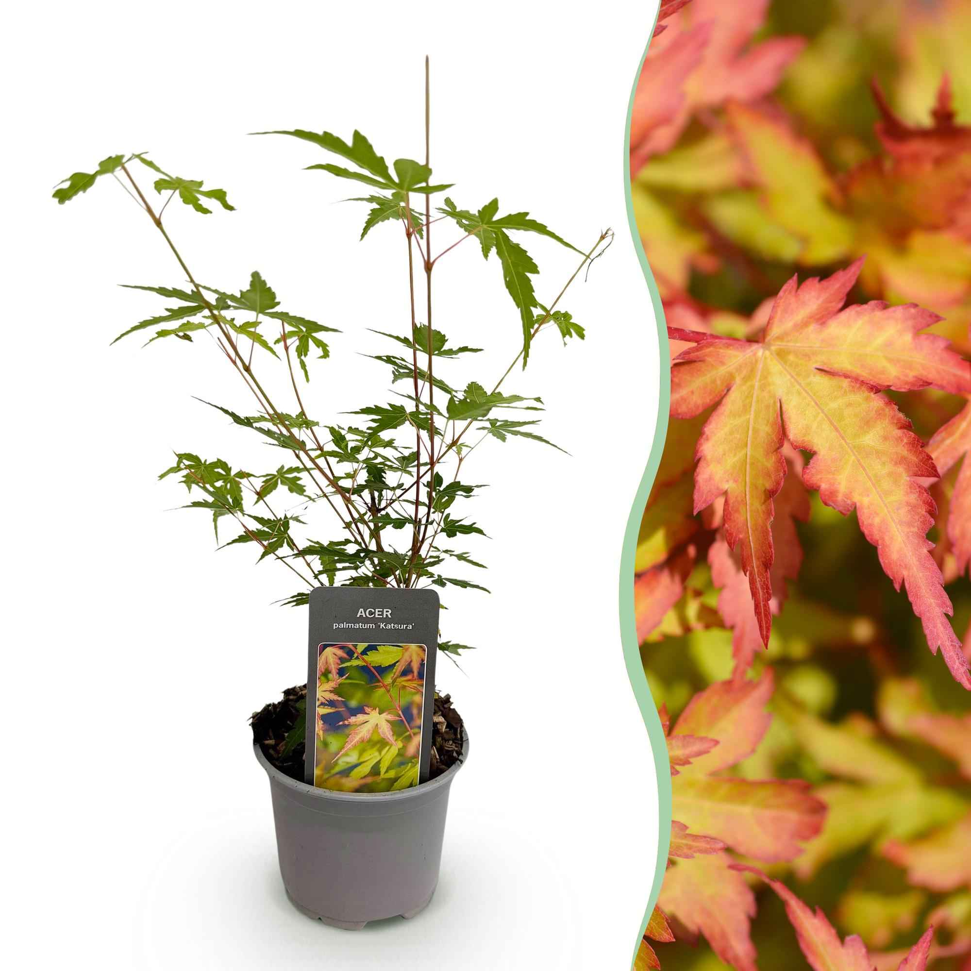 Image of Ahorn Acer palmatum Sangokaku – 12cm – Höhe ca. 35cm – Hellgrünes Laub & goldene Herbstfärbung – Laubabwerfender pflegeleichter Zierstrauch-0