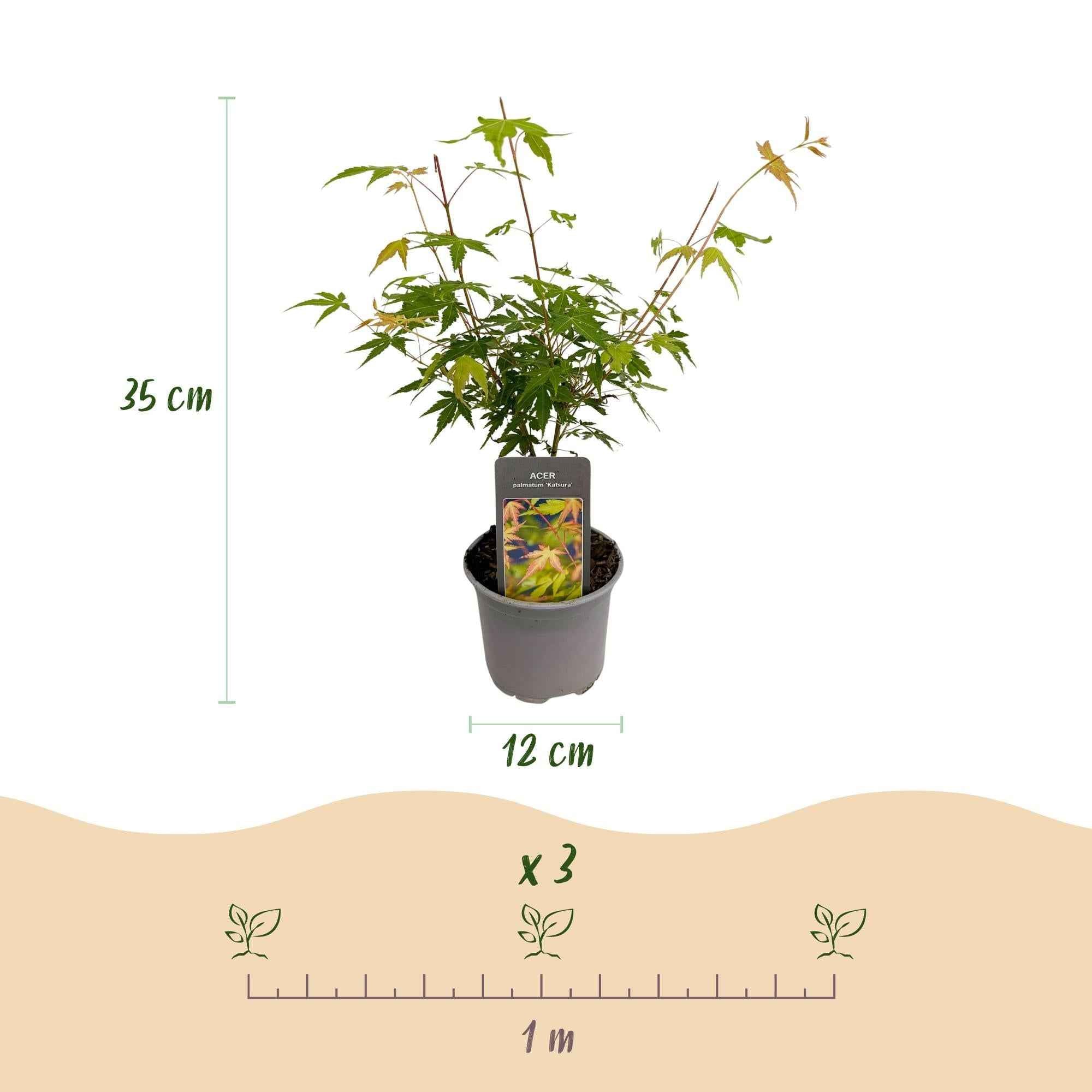 Image of Ahorn Acer palmatum Katsura – 12cm – Höhe ca. 35cm – Frischgrüner Austrieb & goldene Herbstfärbung – Laubabwerfender pflegeleichter Zierstrauch-4